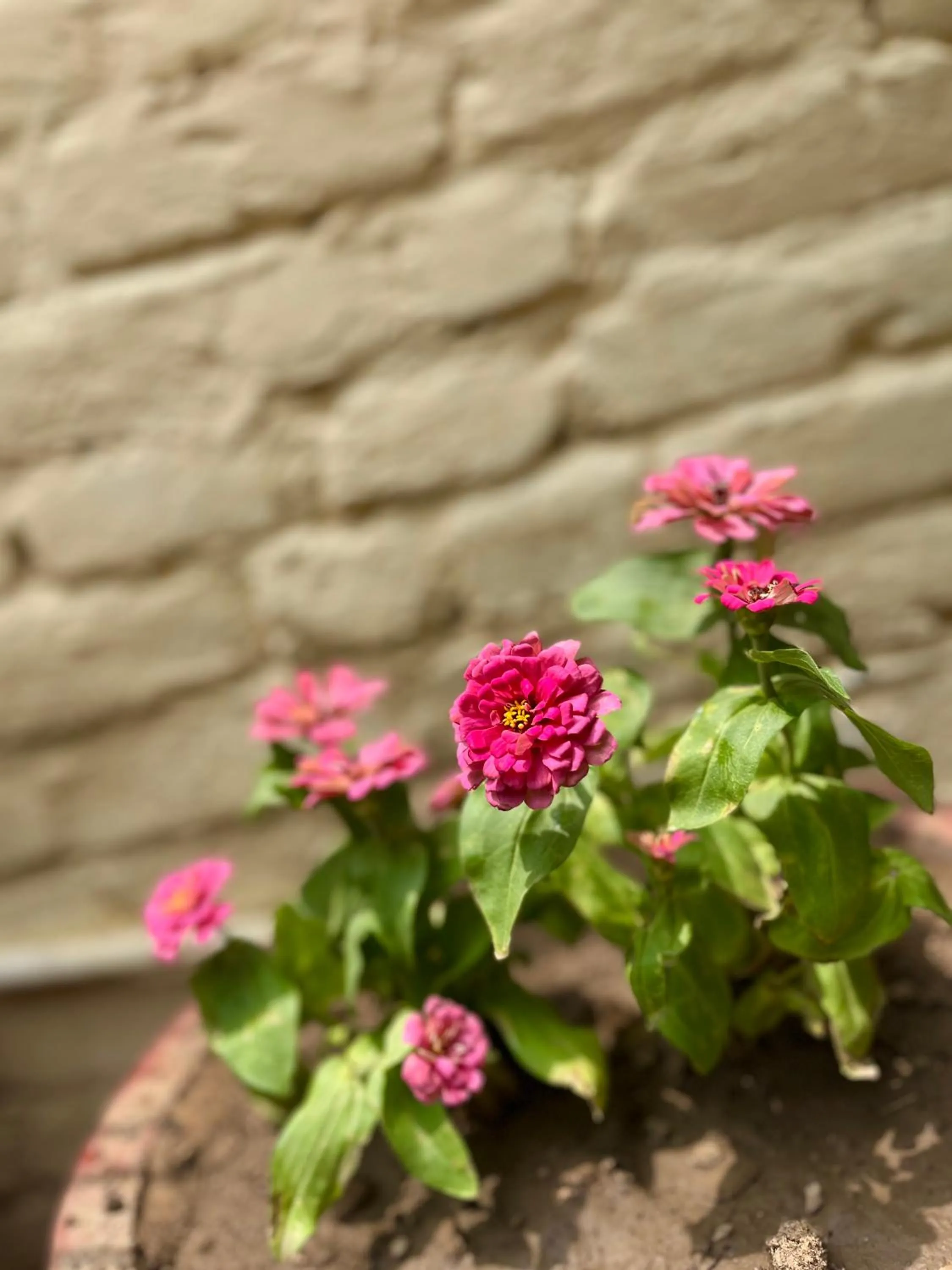 Bamboo Garden Cottages and Cafe