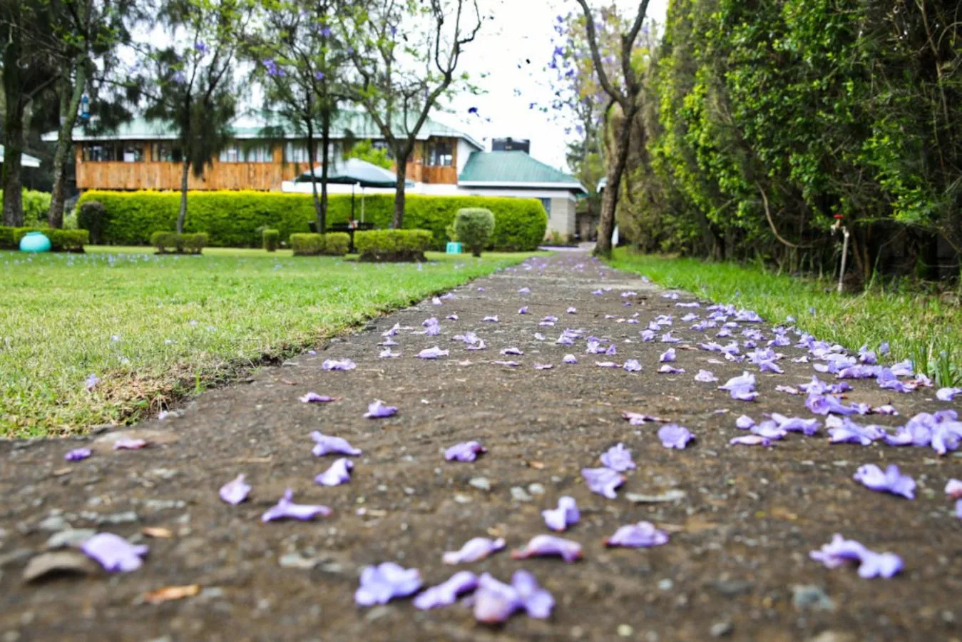 Garden in Fina Gardens Resort, Naivasha