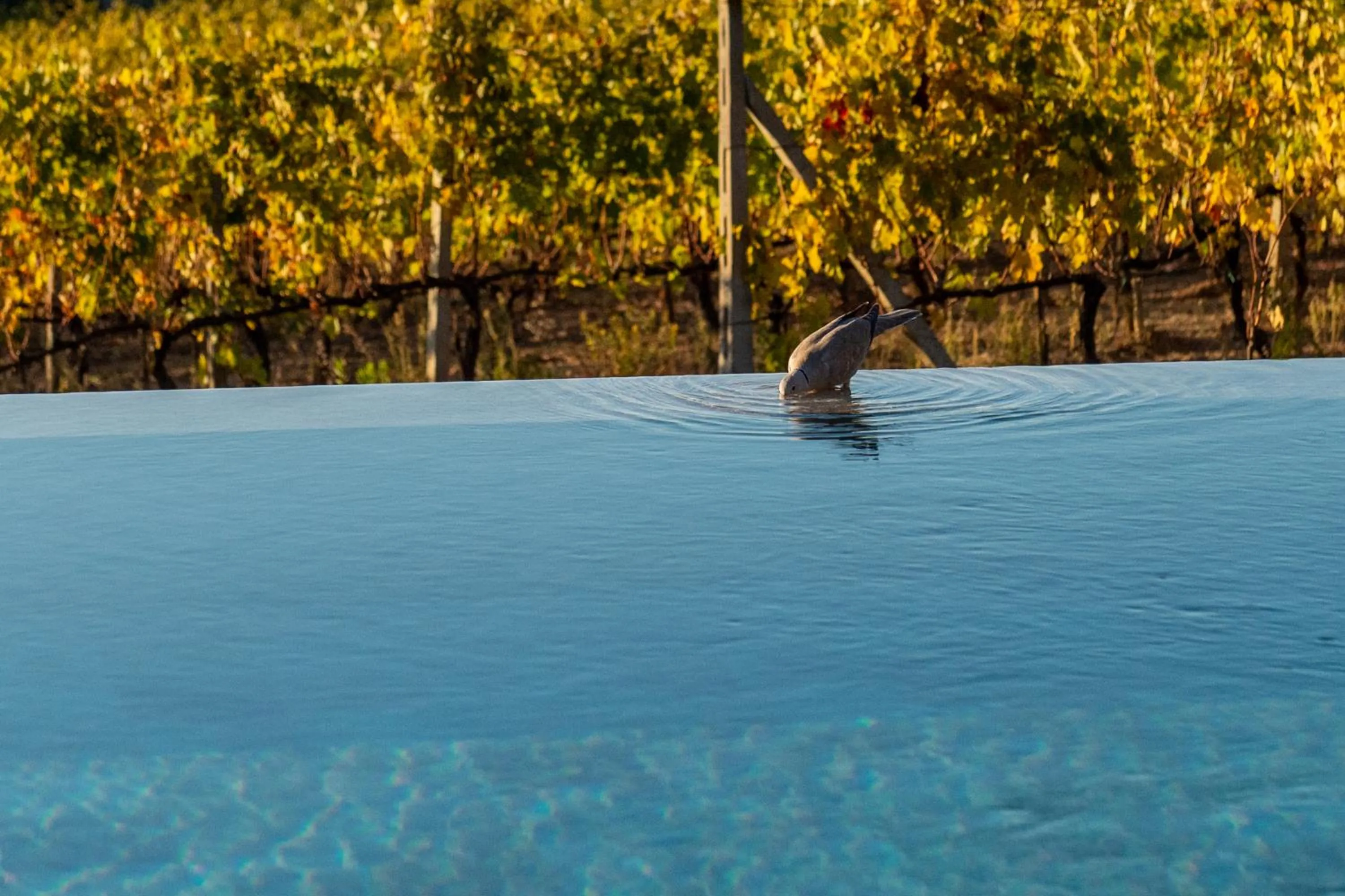 Swimming pool in Villa Le Prata - Residenza del Vescovo - Cantina & Relais