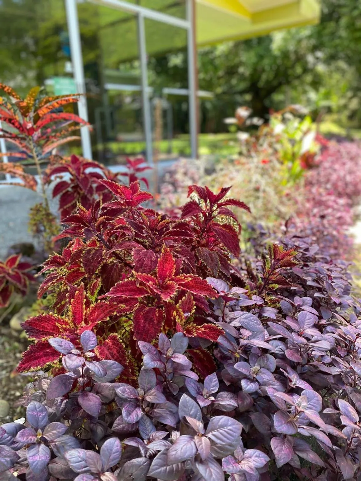 Garden in Hotel Colores del Arenal