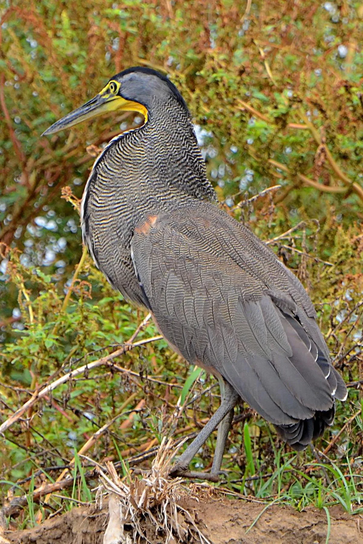 Restaurant/places to eat in Hotel Colores del Arenal