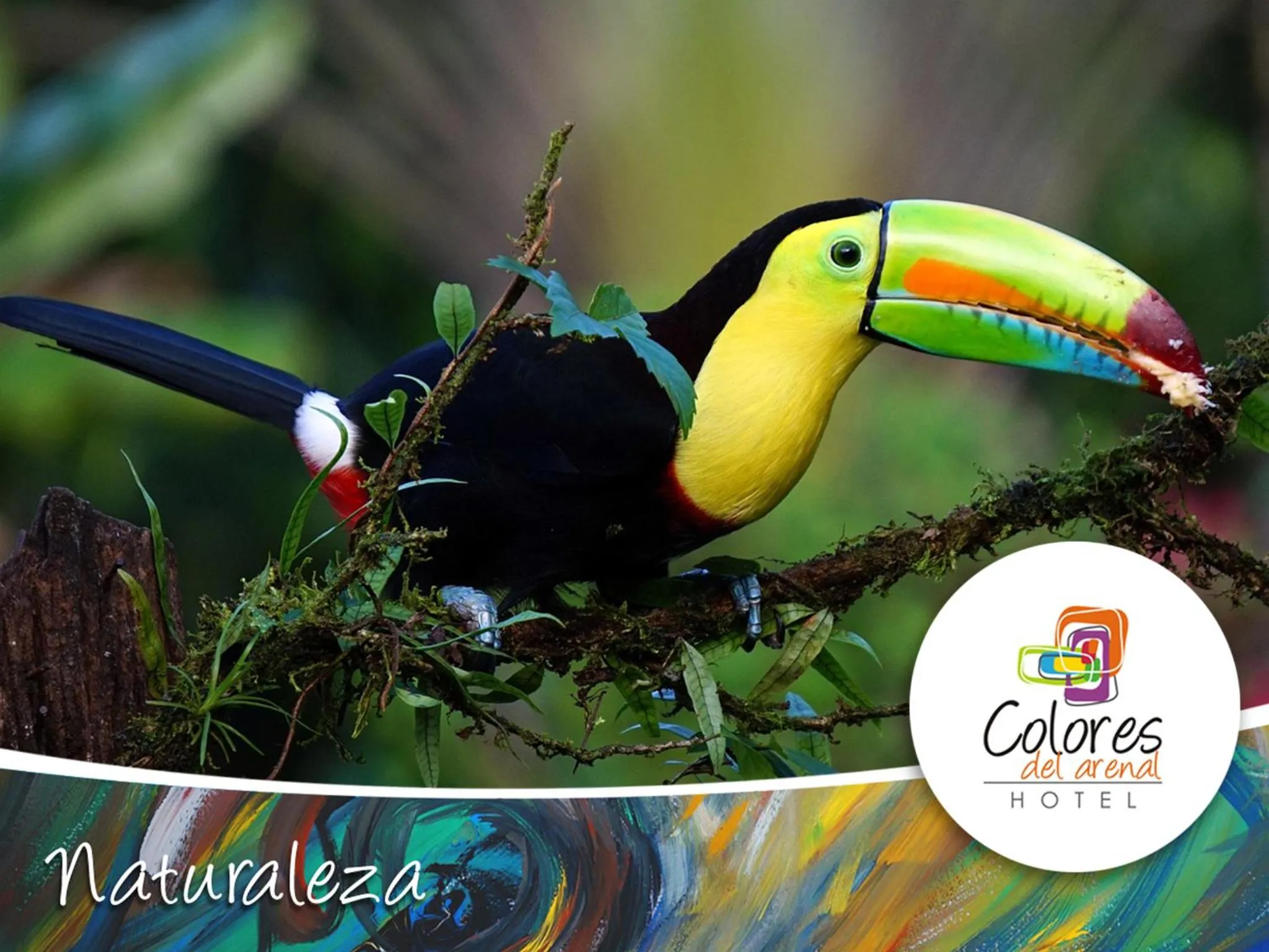 Animals in Hotel Colores del Arenal