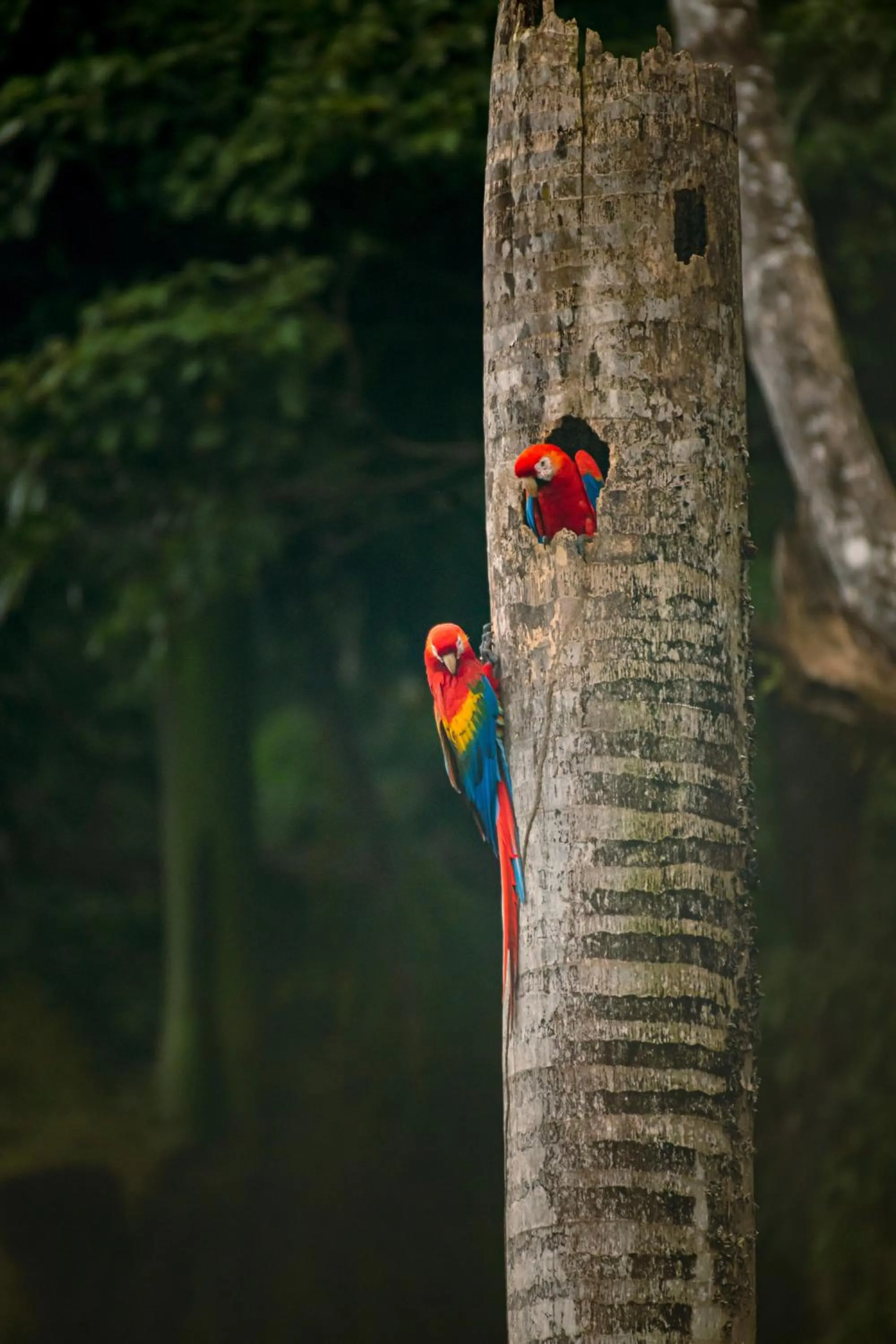 Animals in Tabulia Tree Hotel and Villas