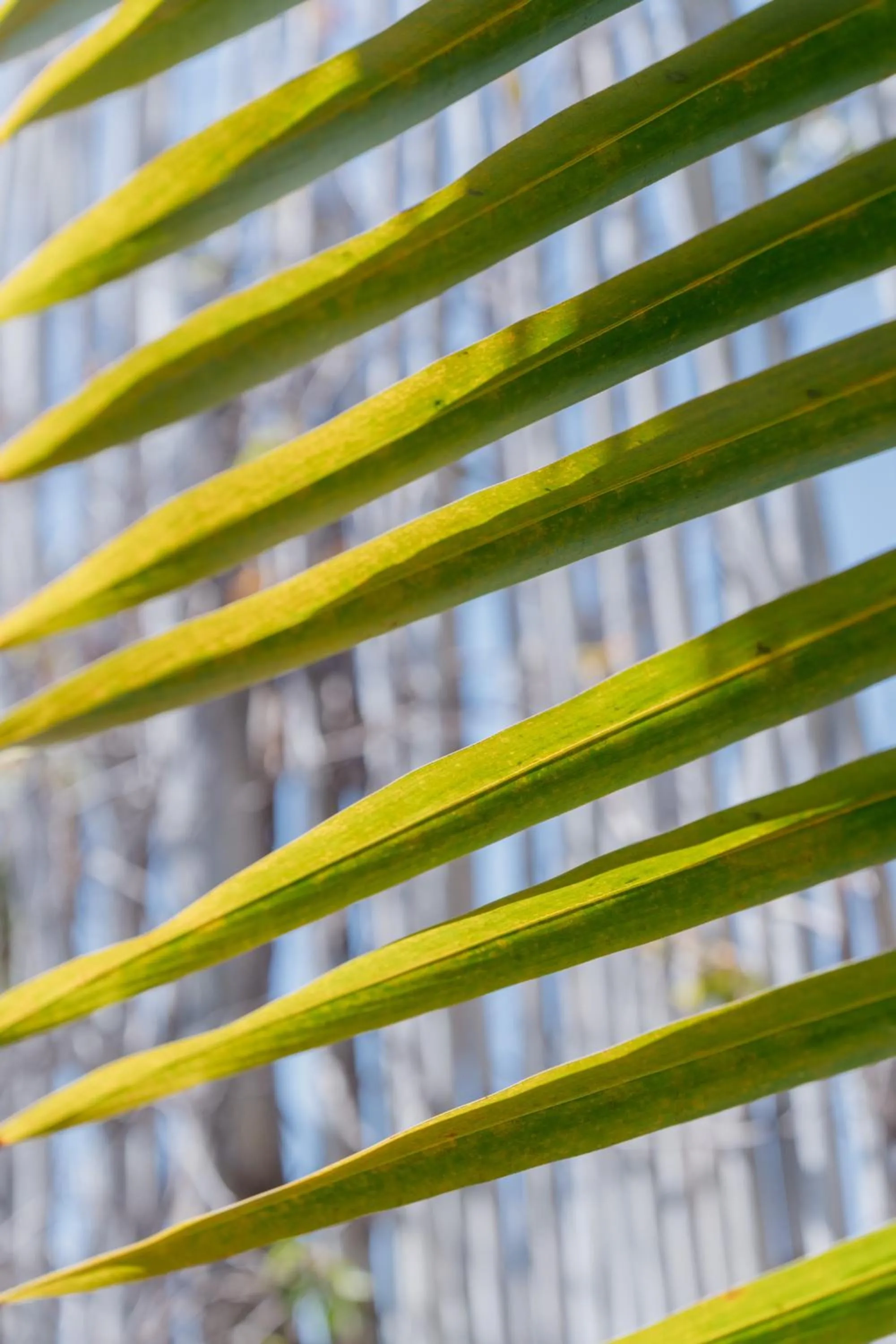 Natural landscape in Toninas México Bungalow