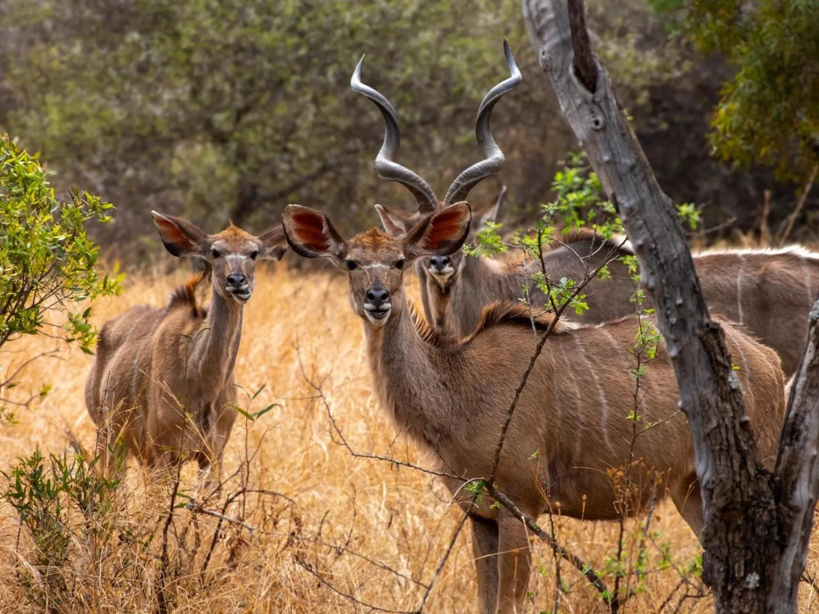 Animals in Zebra Nature Reserve