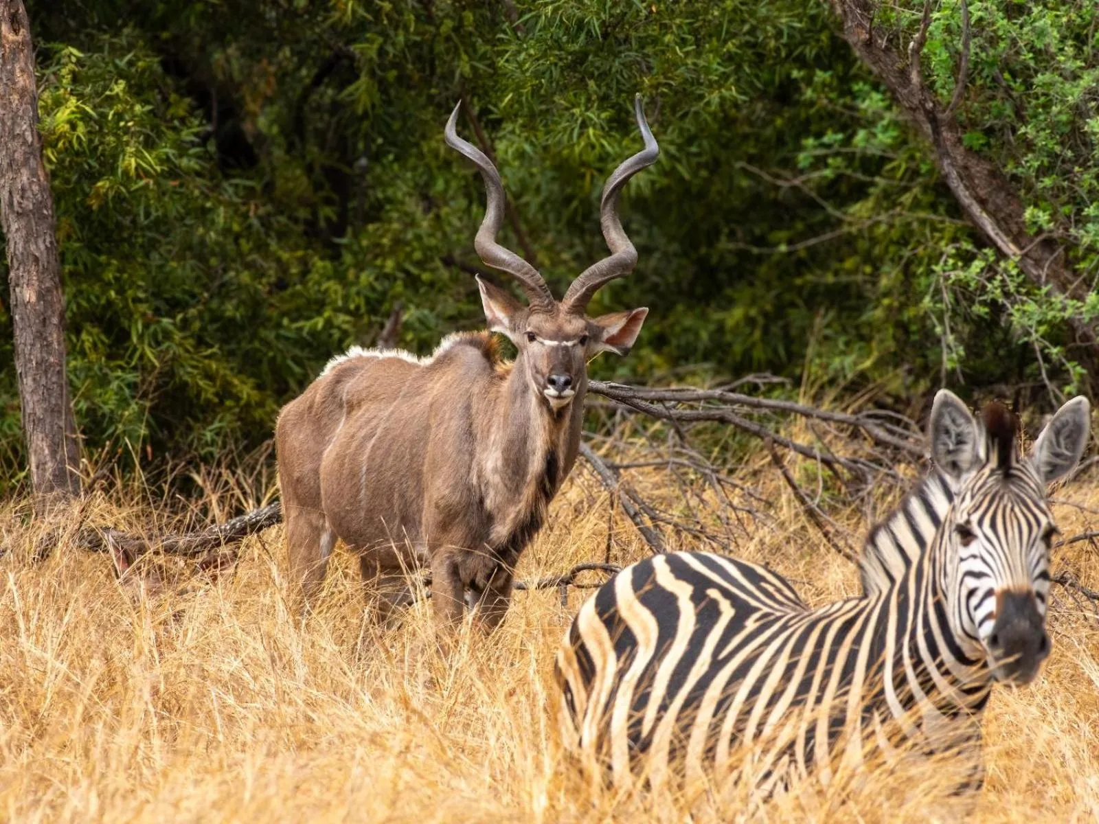 Animals in Zebra Nature Reserve