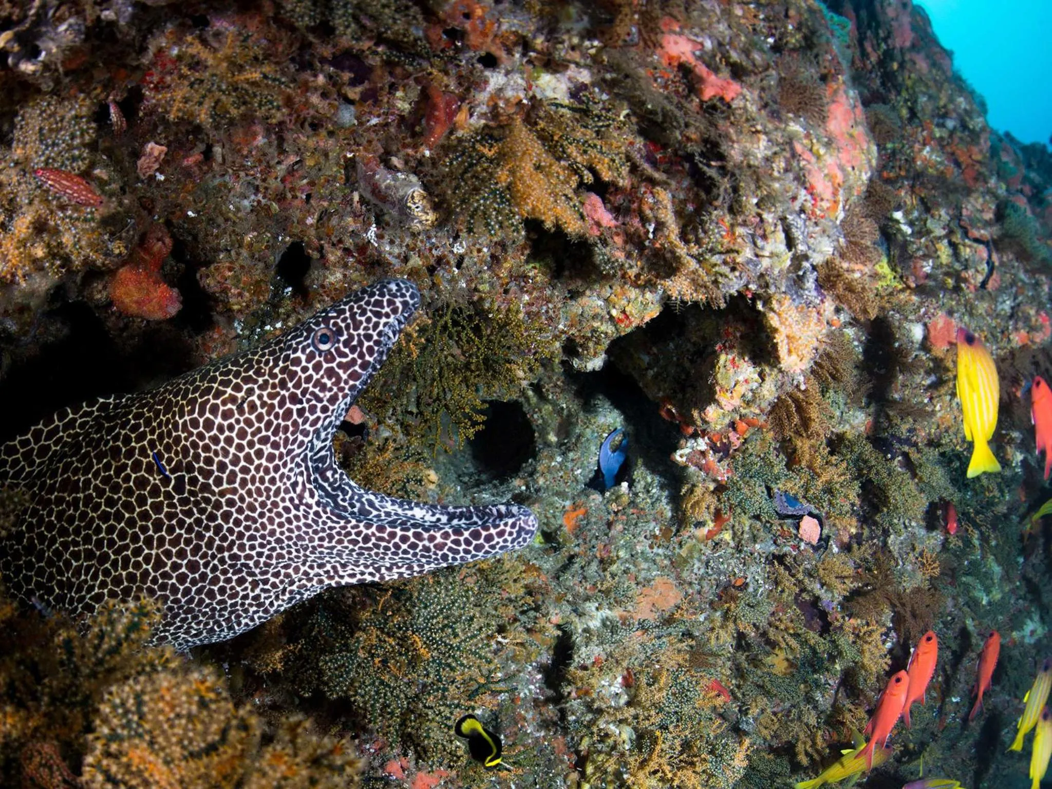 Diving in Machangulo Beach Lodge