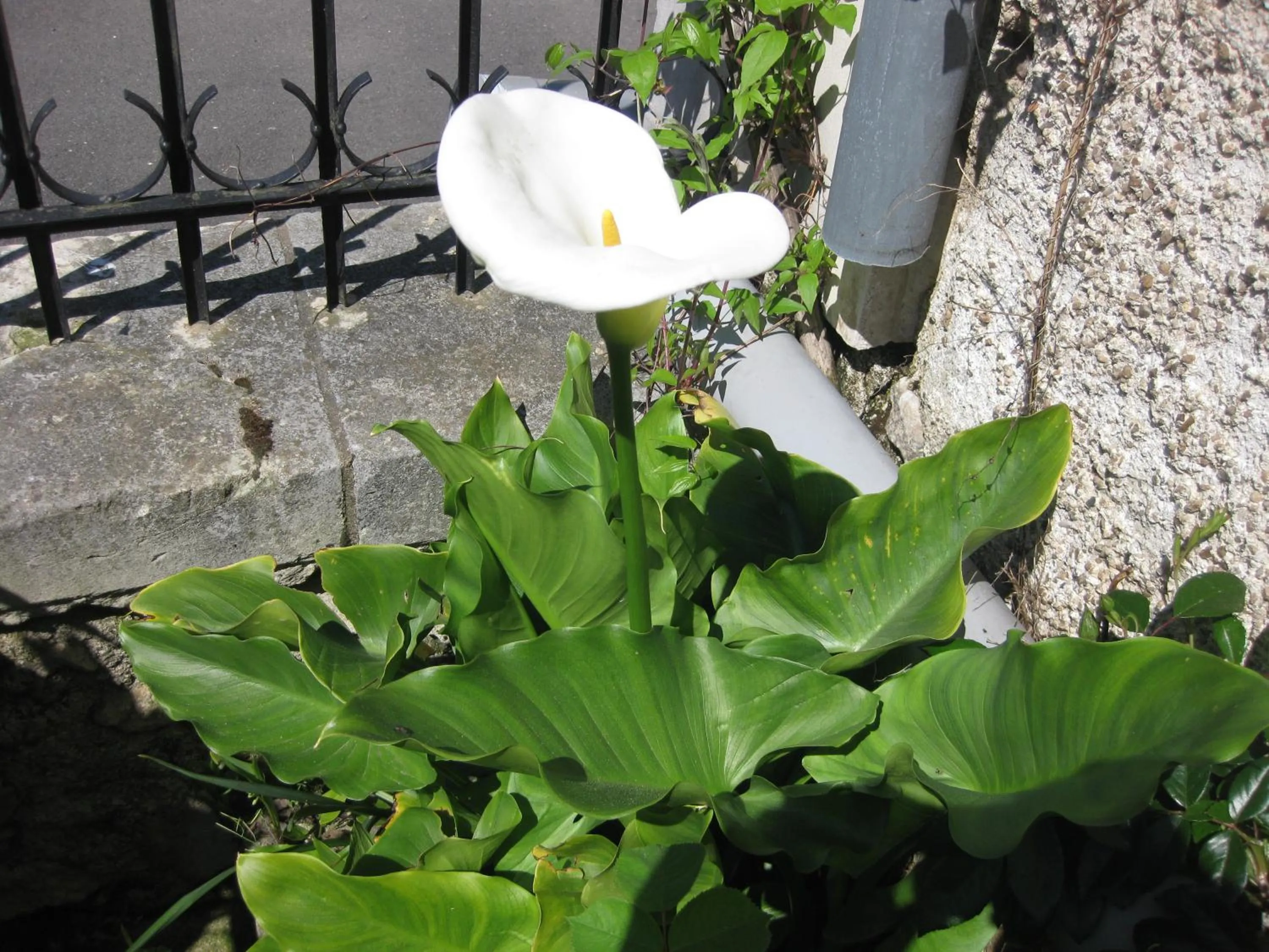 Garden in Le Petit Cochon chambre d` hotes