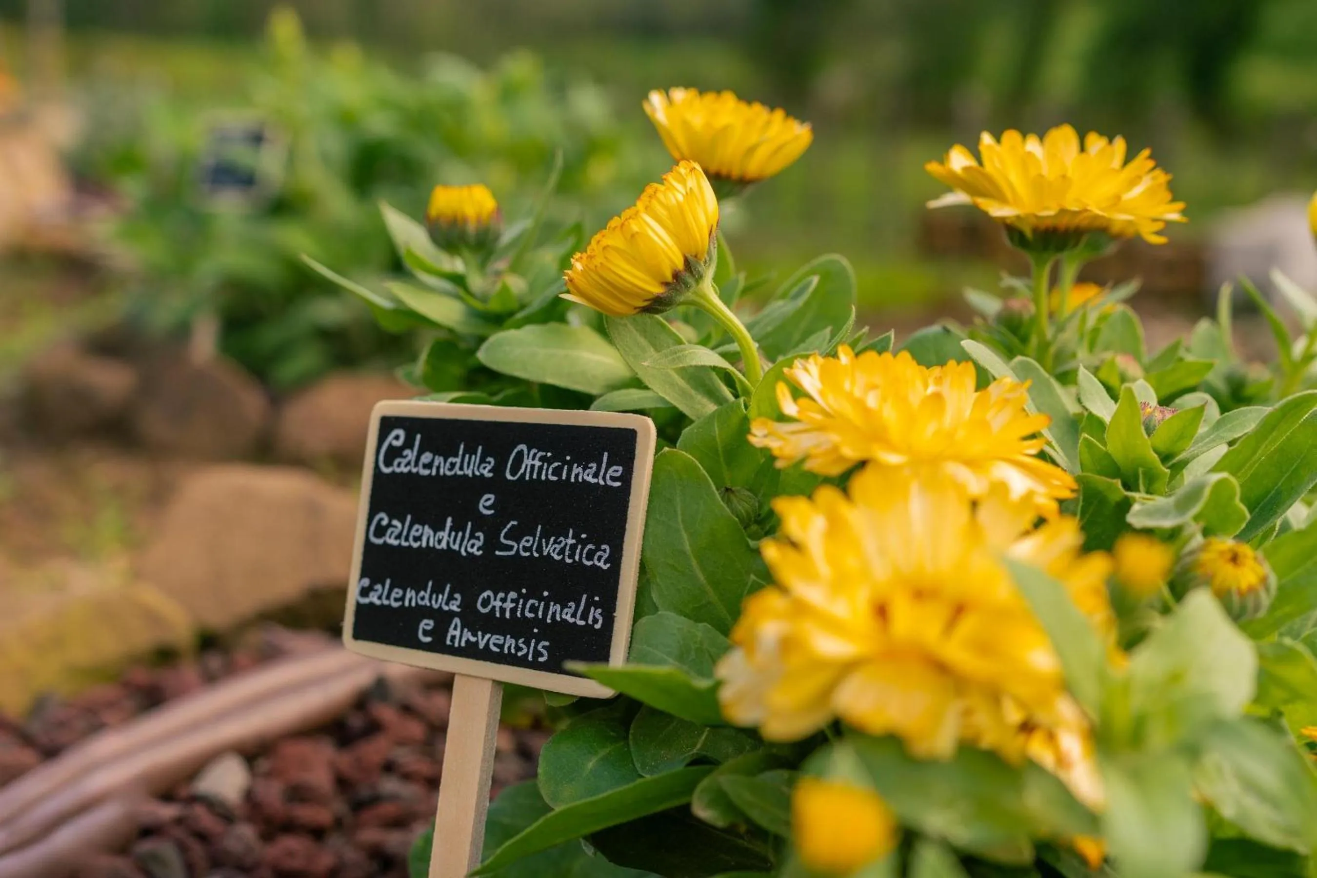 Garden in La Monastica Resort & Spa