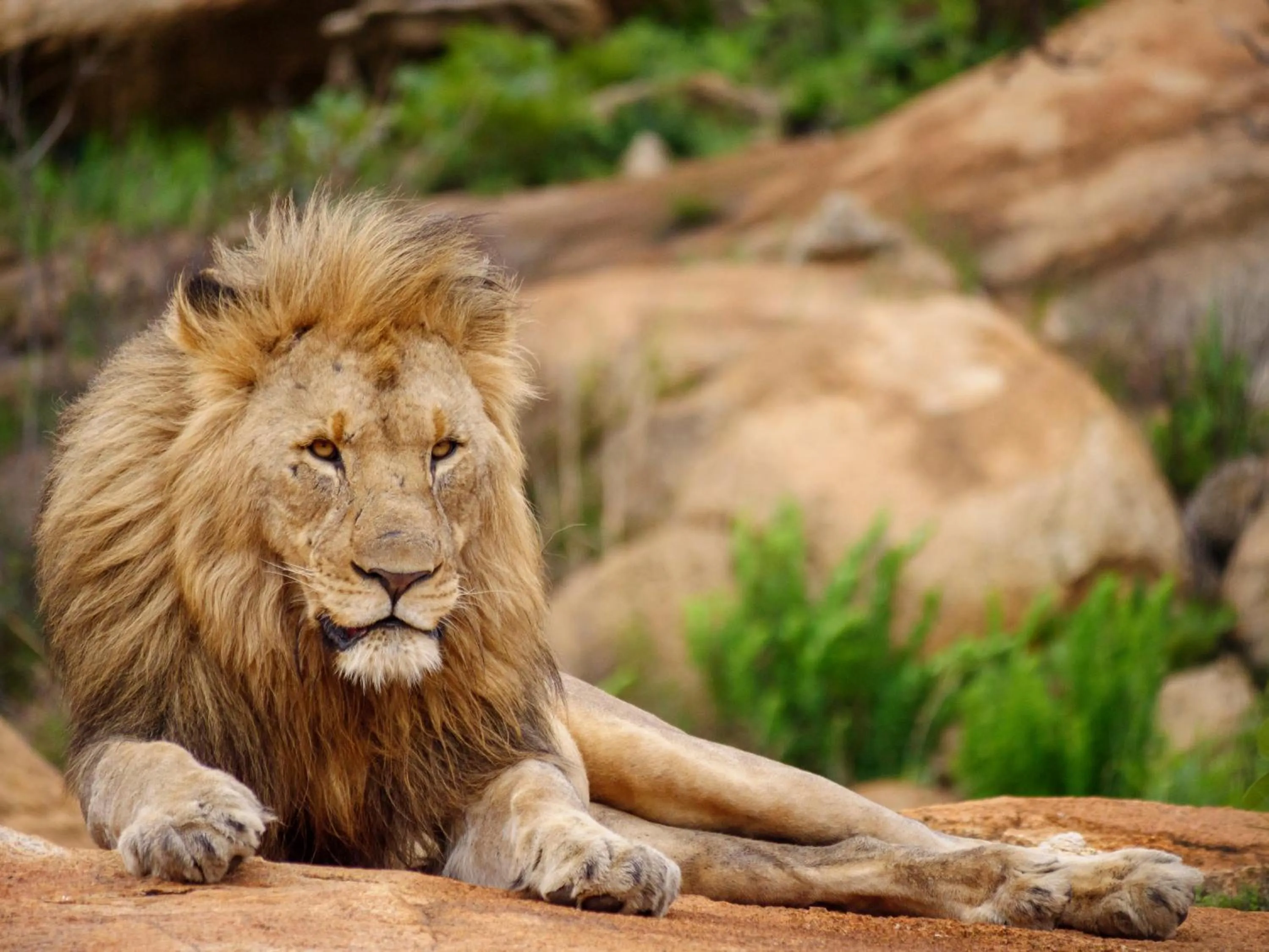 Animals in Nkomazi Game Reserve by NEWMARK