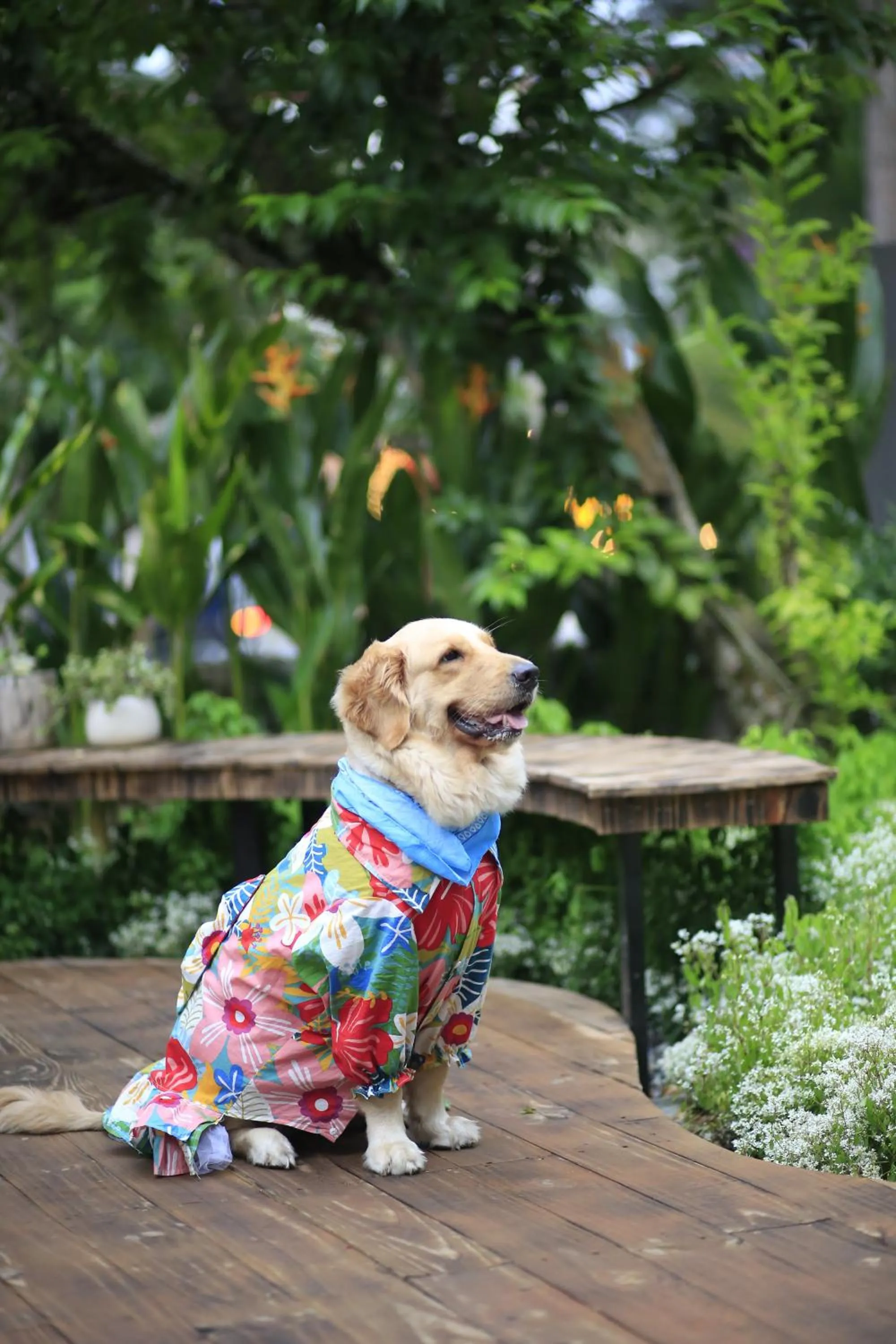 Animals in DD Hospitality - Mi Amor Da Lat