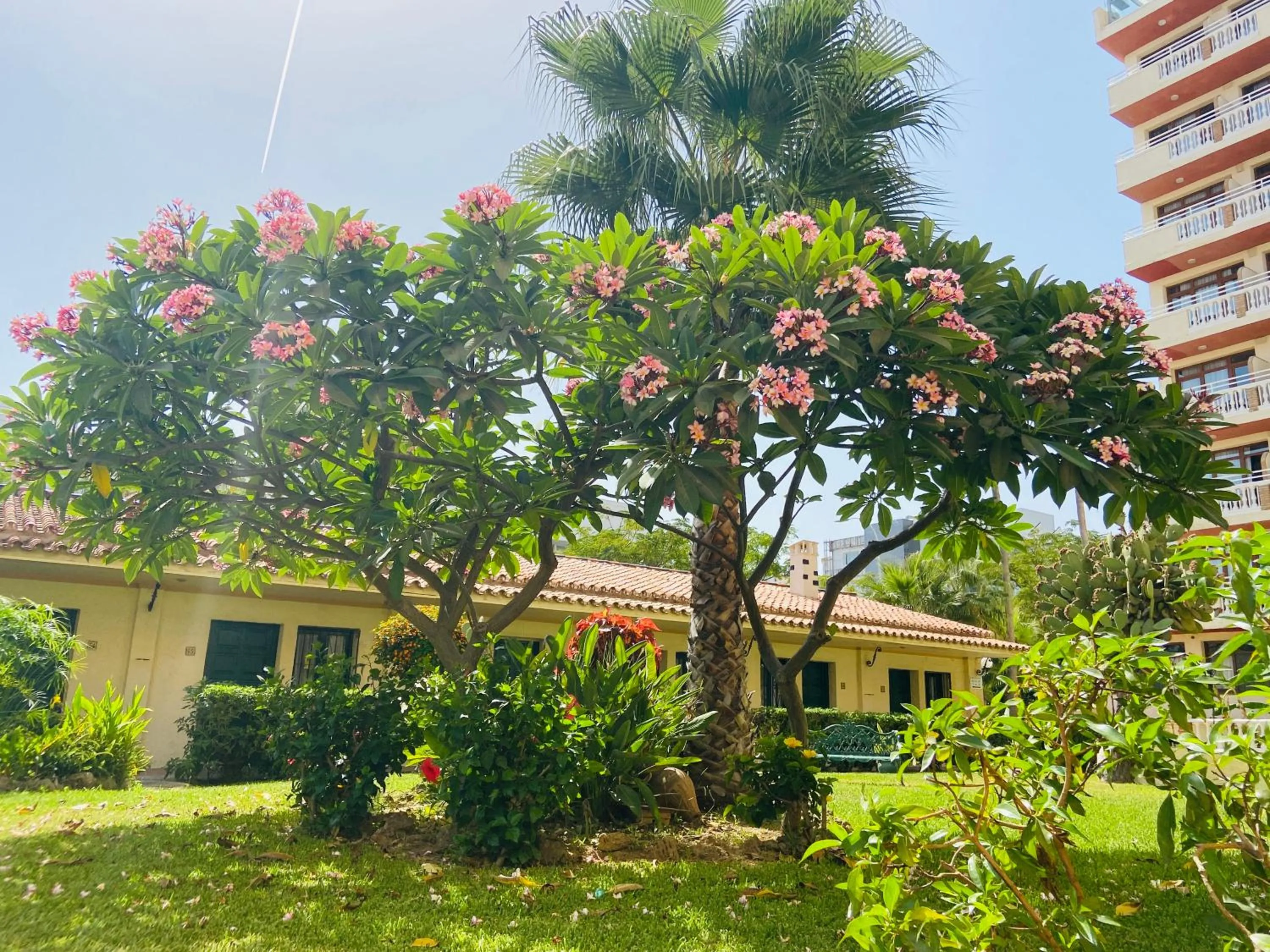Garden in Hotel Los Jazmines