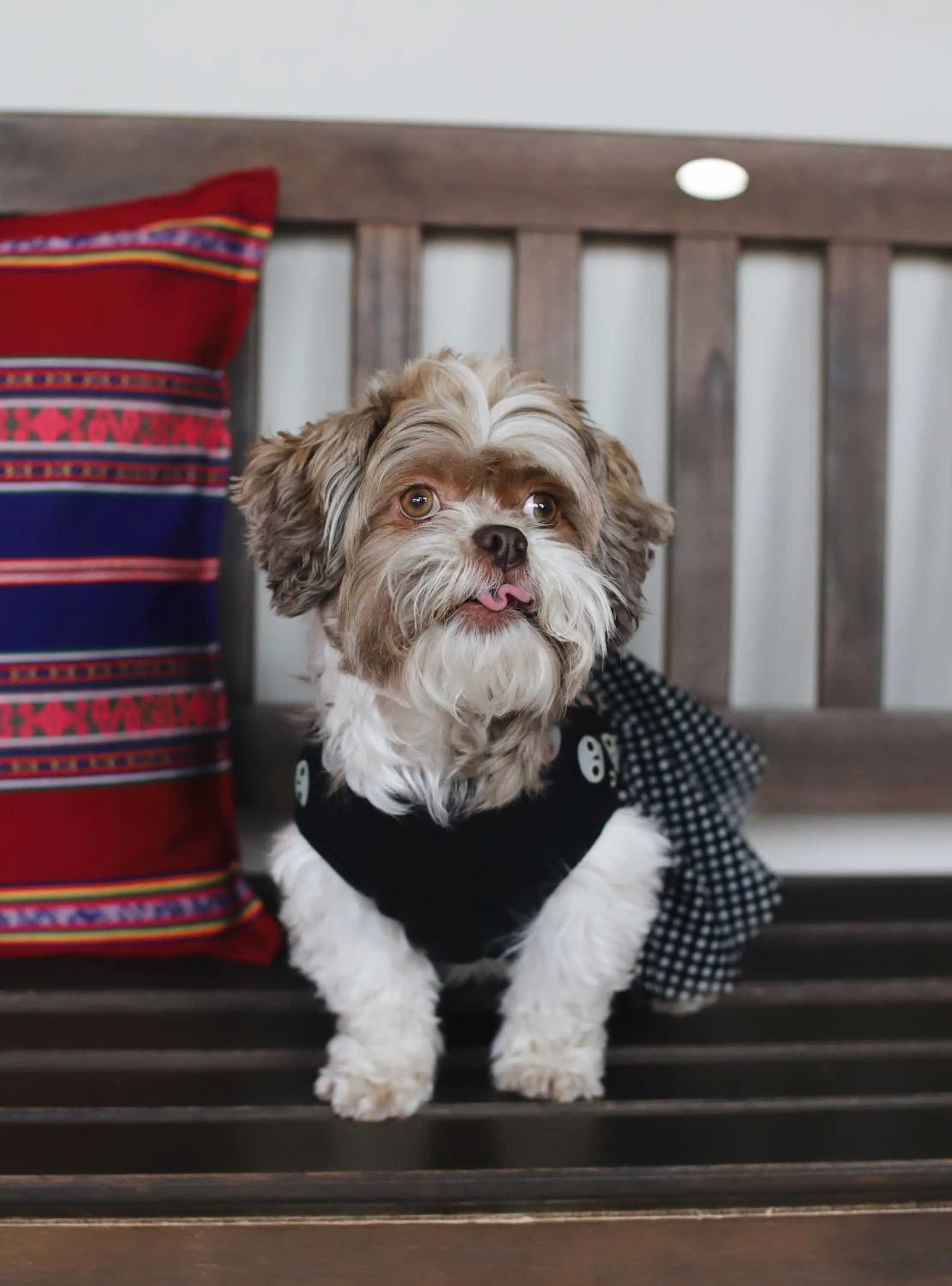 Pets in Novotel Cusco