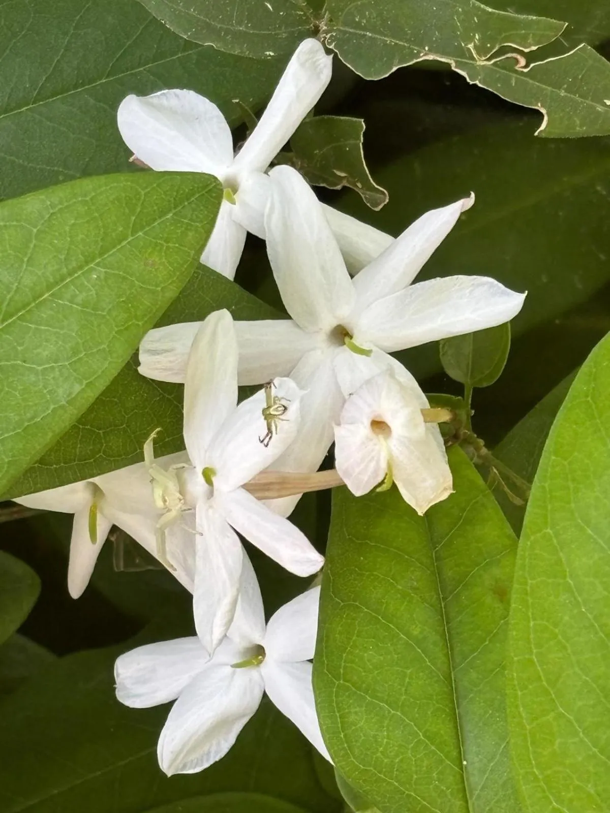 Hotel El Refugio de Juanar