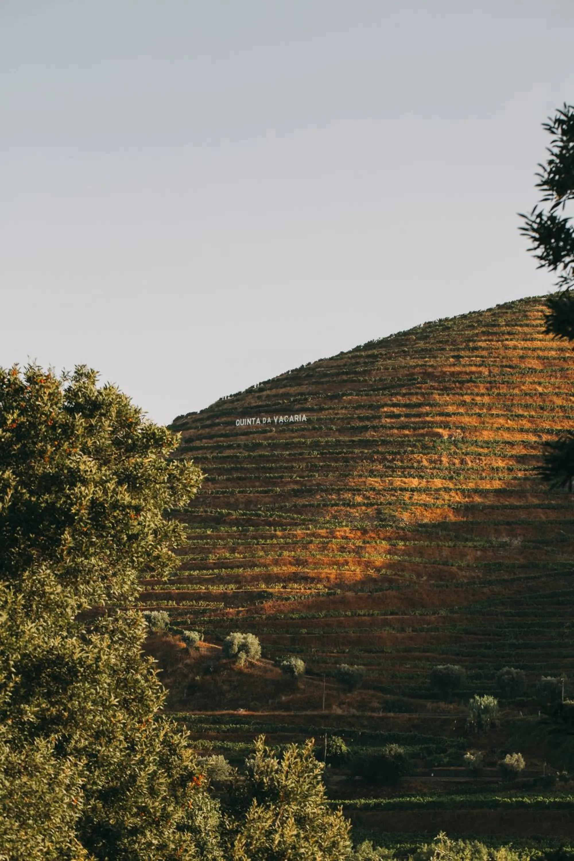 Natural landscape in Torel Quinta da Vacaria - Douro Valley