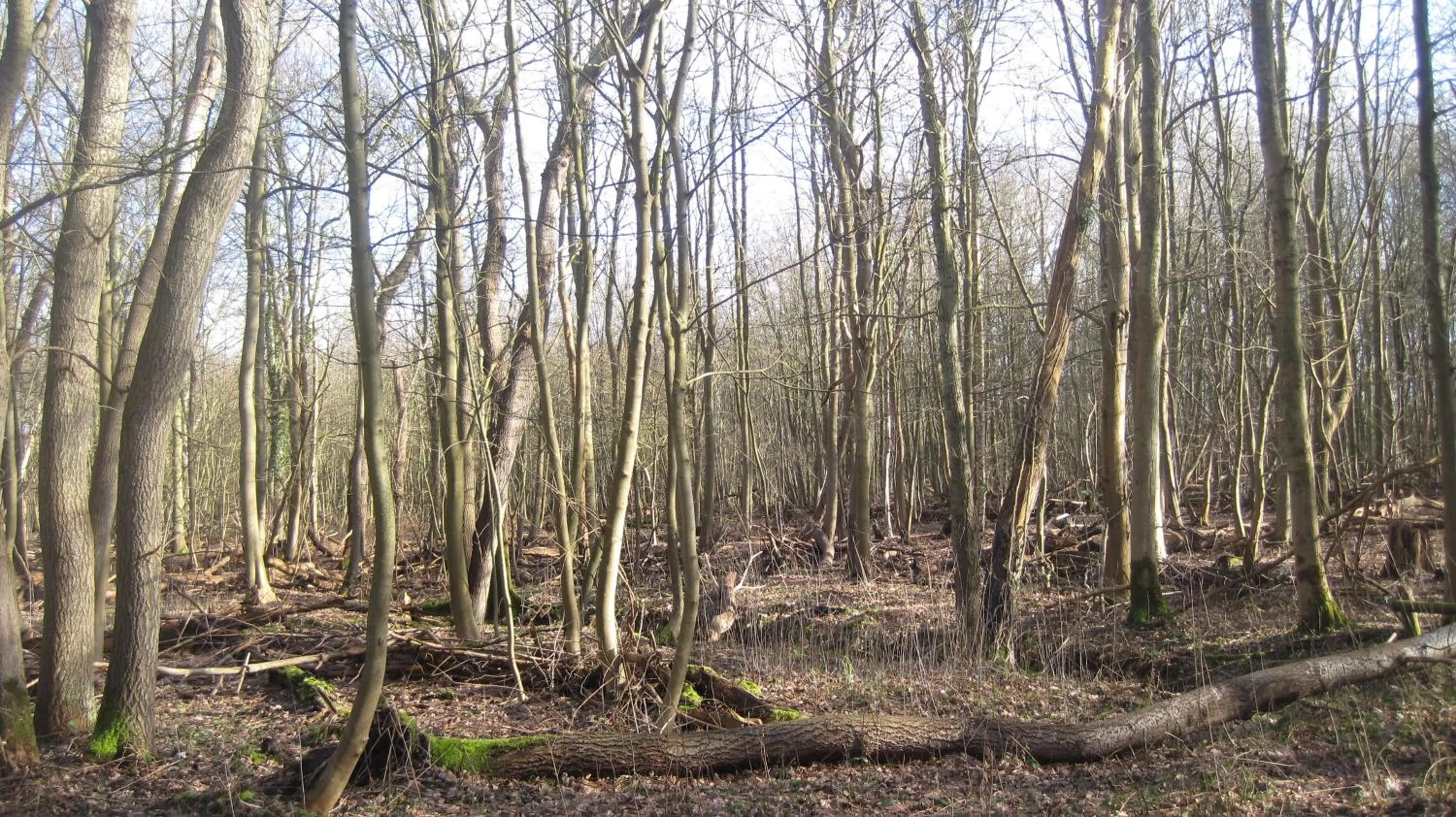 Natural landscape in Hotel Restaurant Anno Nu