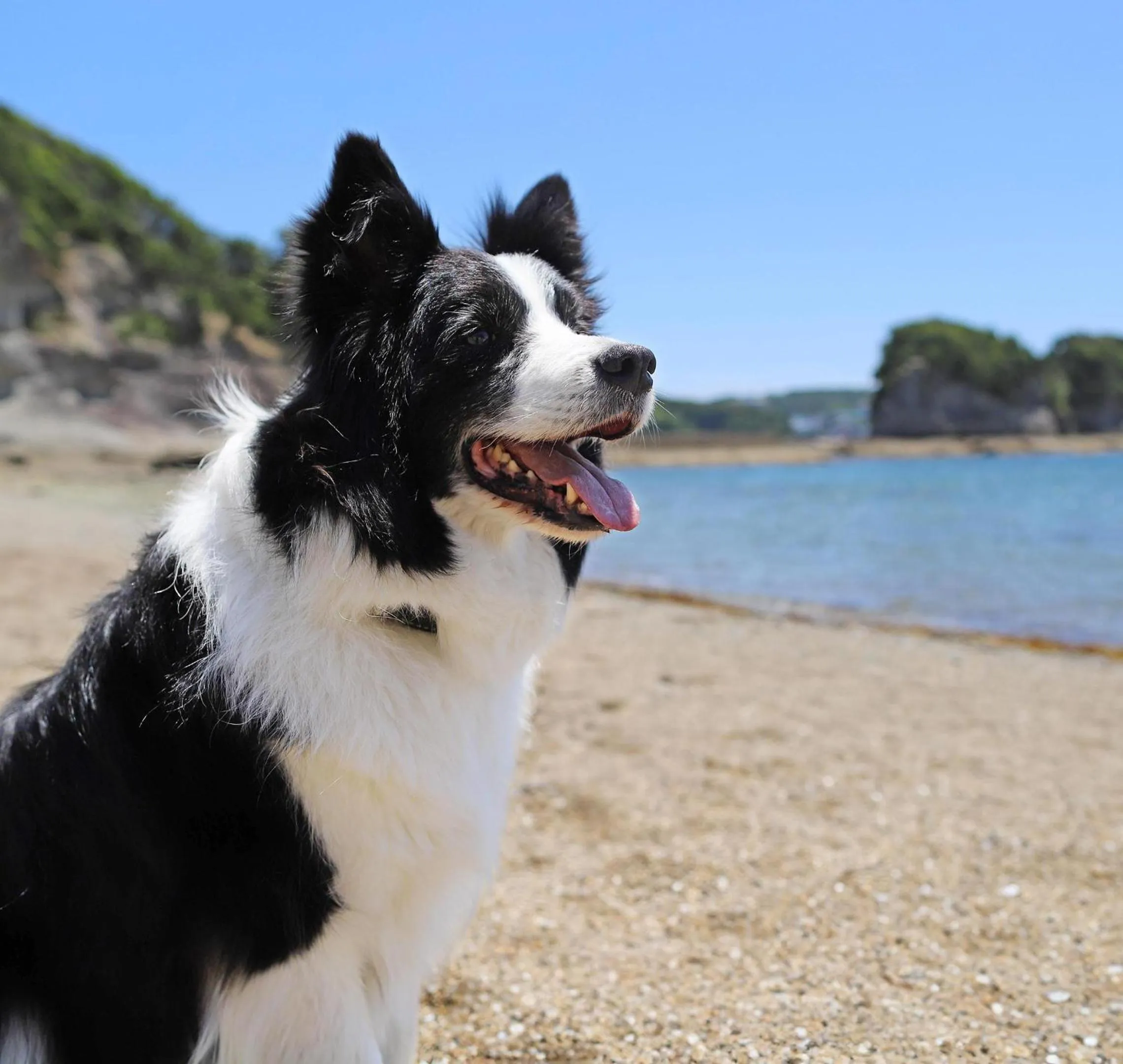 Nearby landmark in Nanki Shirahama Wan Wan Paradise Hotel