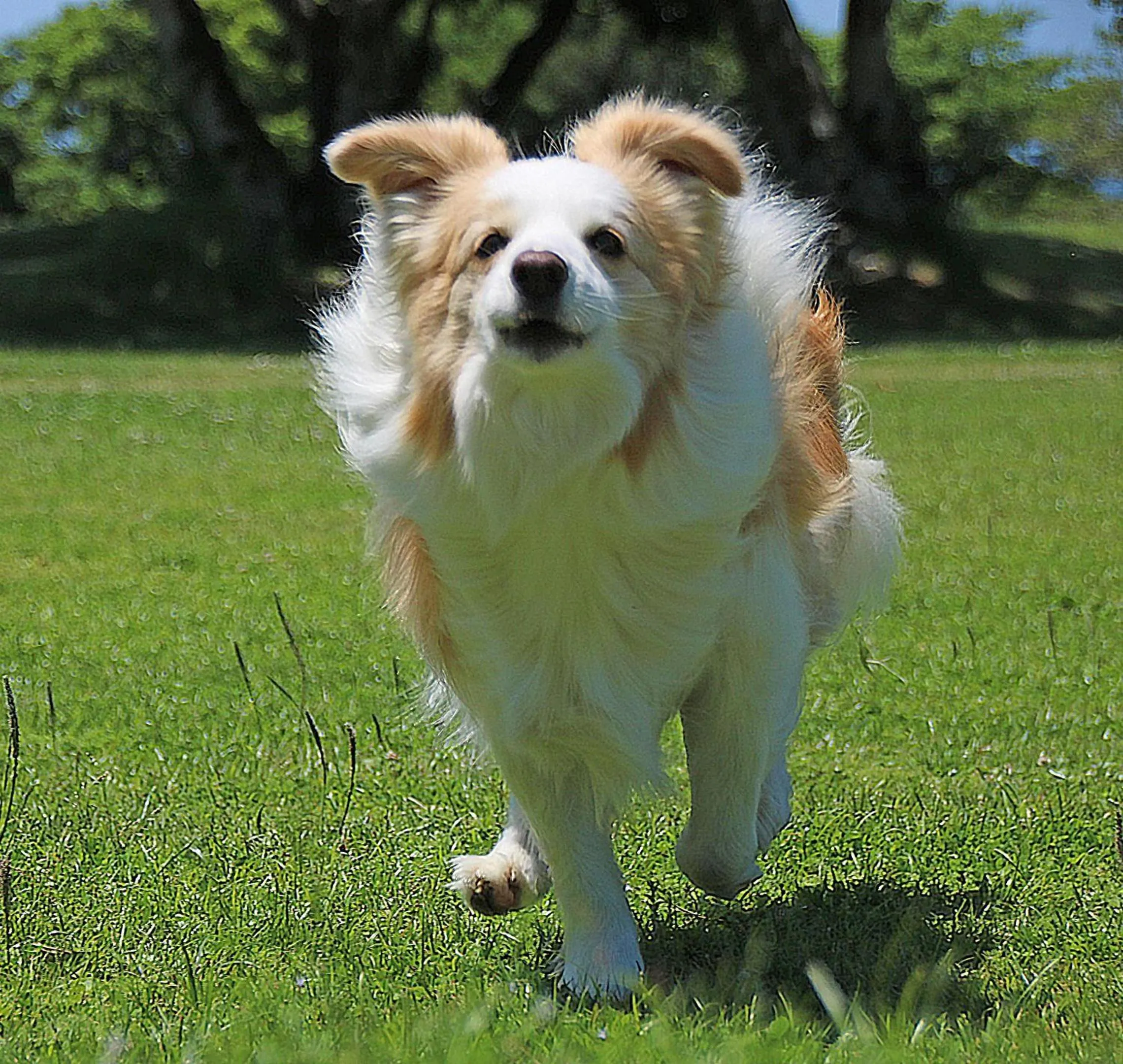 Garden in Nanki Shirahama Wan Wan Paradise Hotel