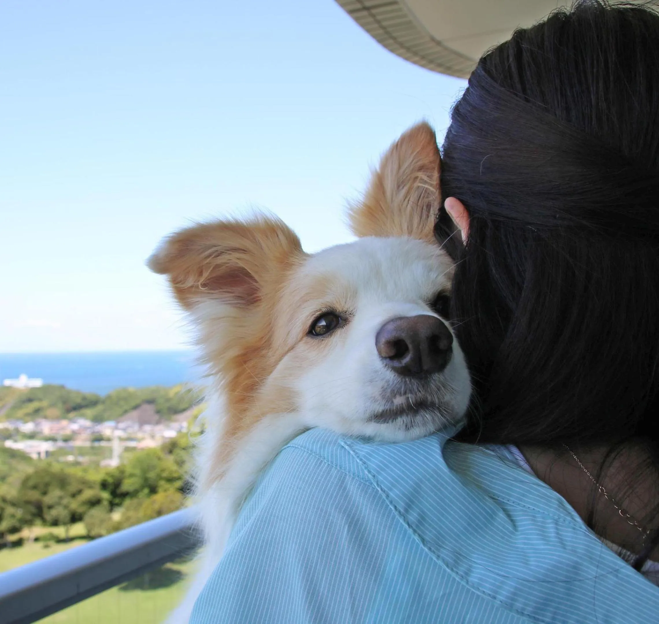 Sea view in Nanki Shirahama Wan Wan Paradise Hotel
