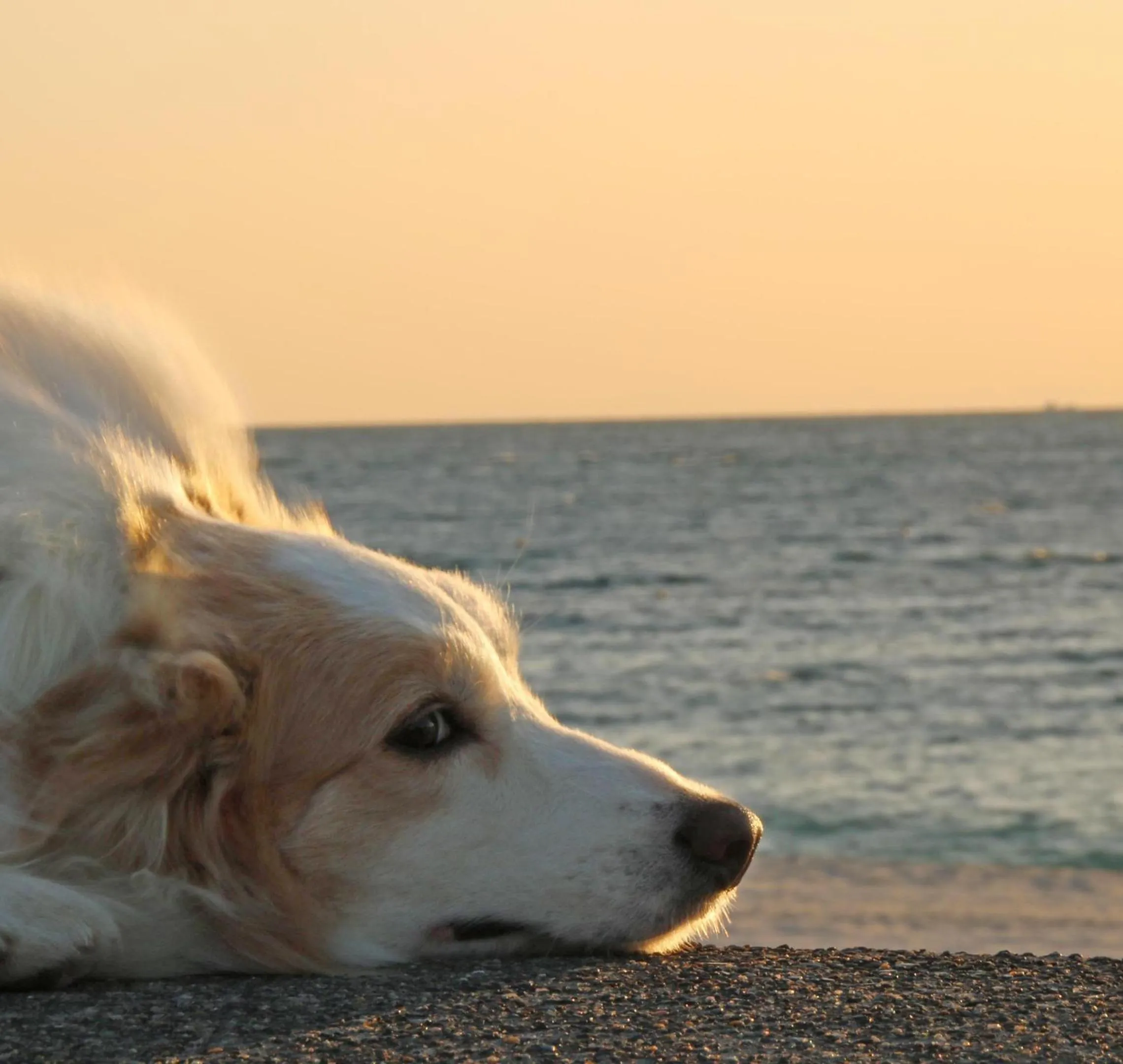 Nearby landmark in Nanki Shirahama Wan Wan Paradise Hotel