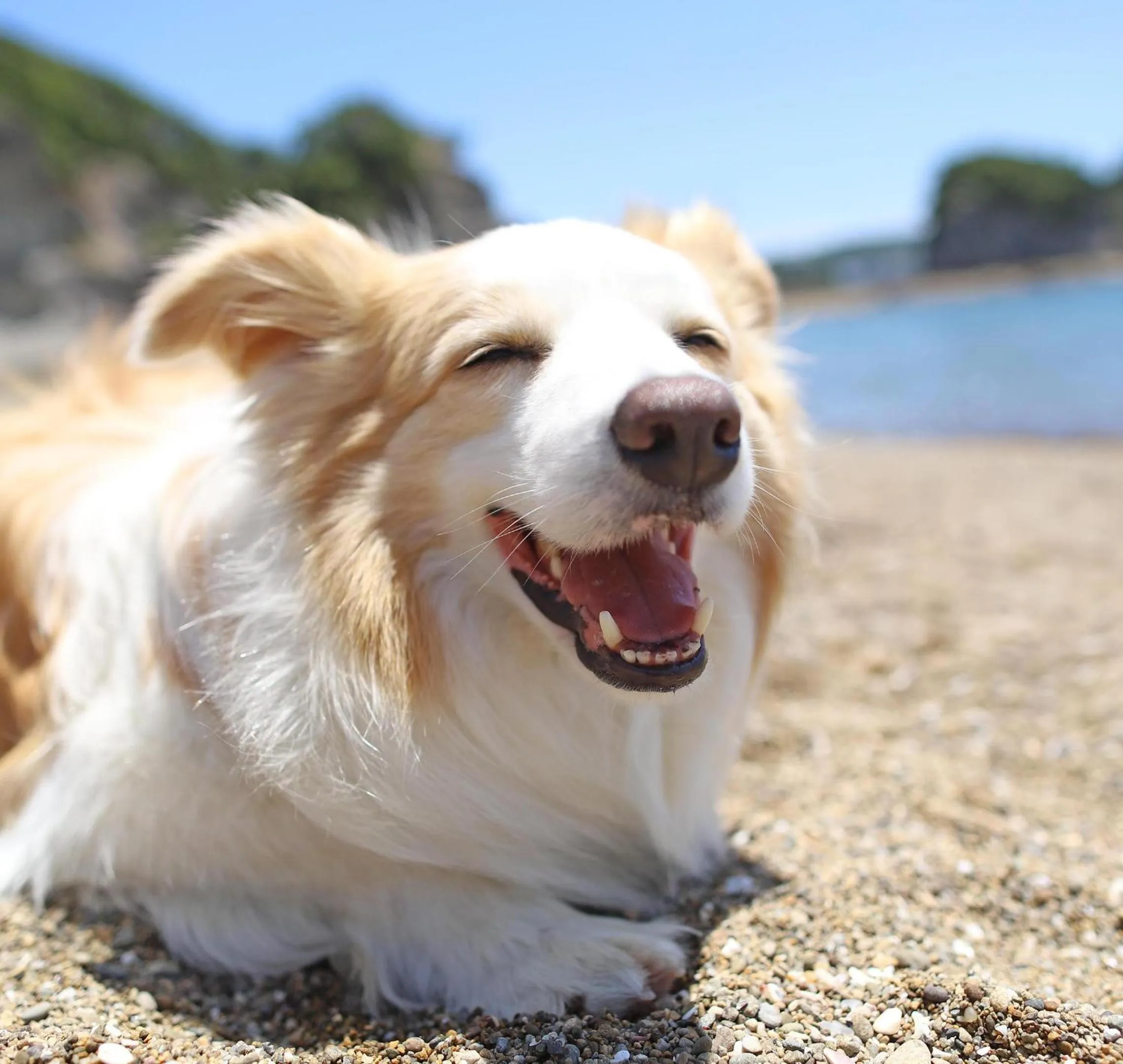 Nearby landmark in Nanki Shirahama Wan Wan Paradise Hotel
