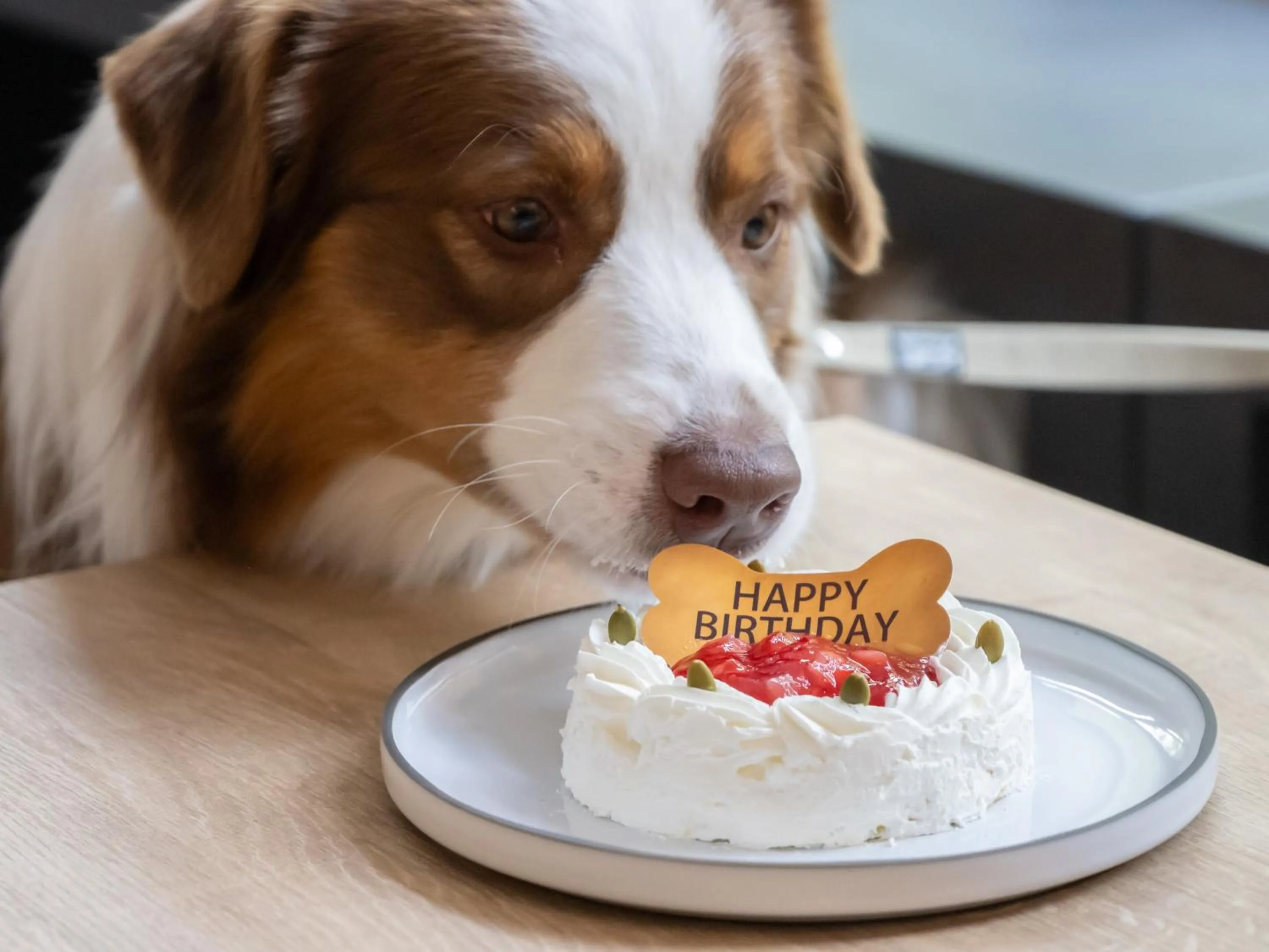 Pets in hotel anddoggy Kyoto Nijo