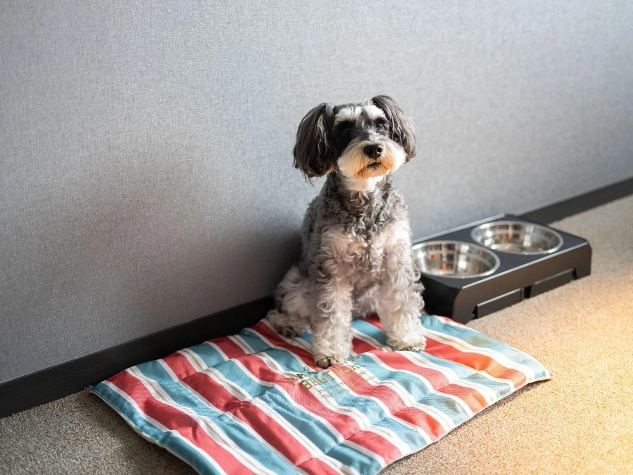 hotel anddoggy Kyoto Nijo