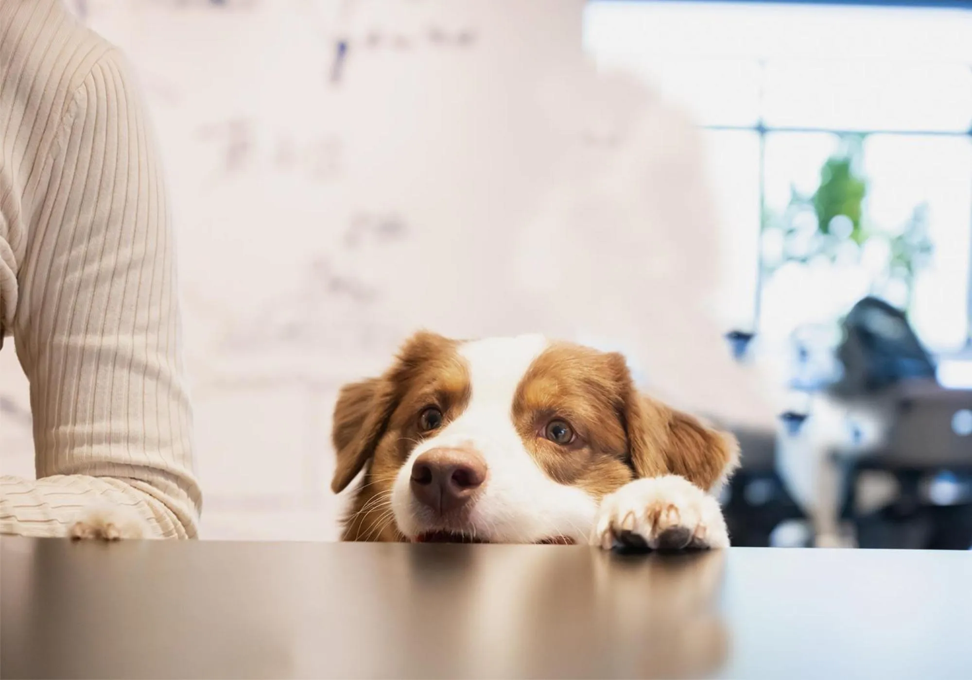 Lobby or reception in hotel anddoggy Kyoto Nijo