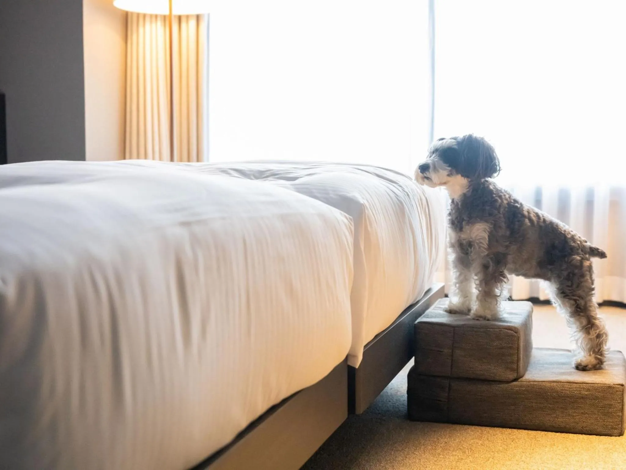 hotel anddoggy Kyoto Nijo