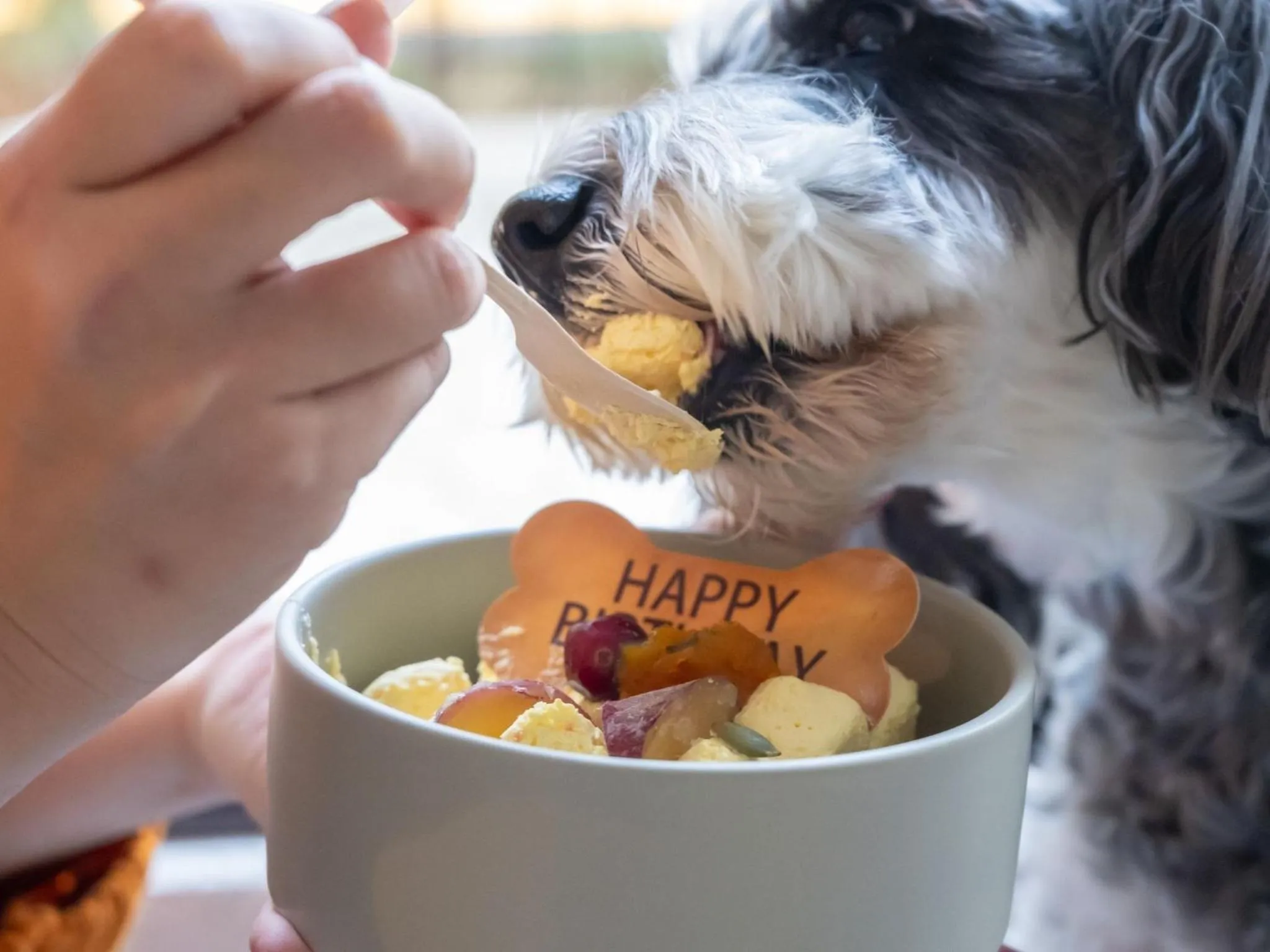 hotel anddoggy Kyoto Nijo