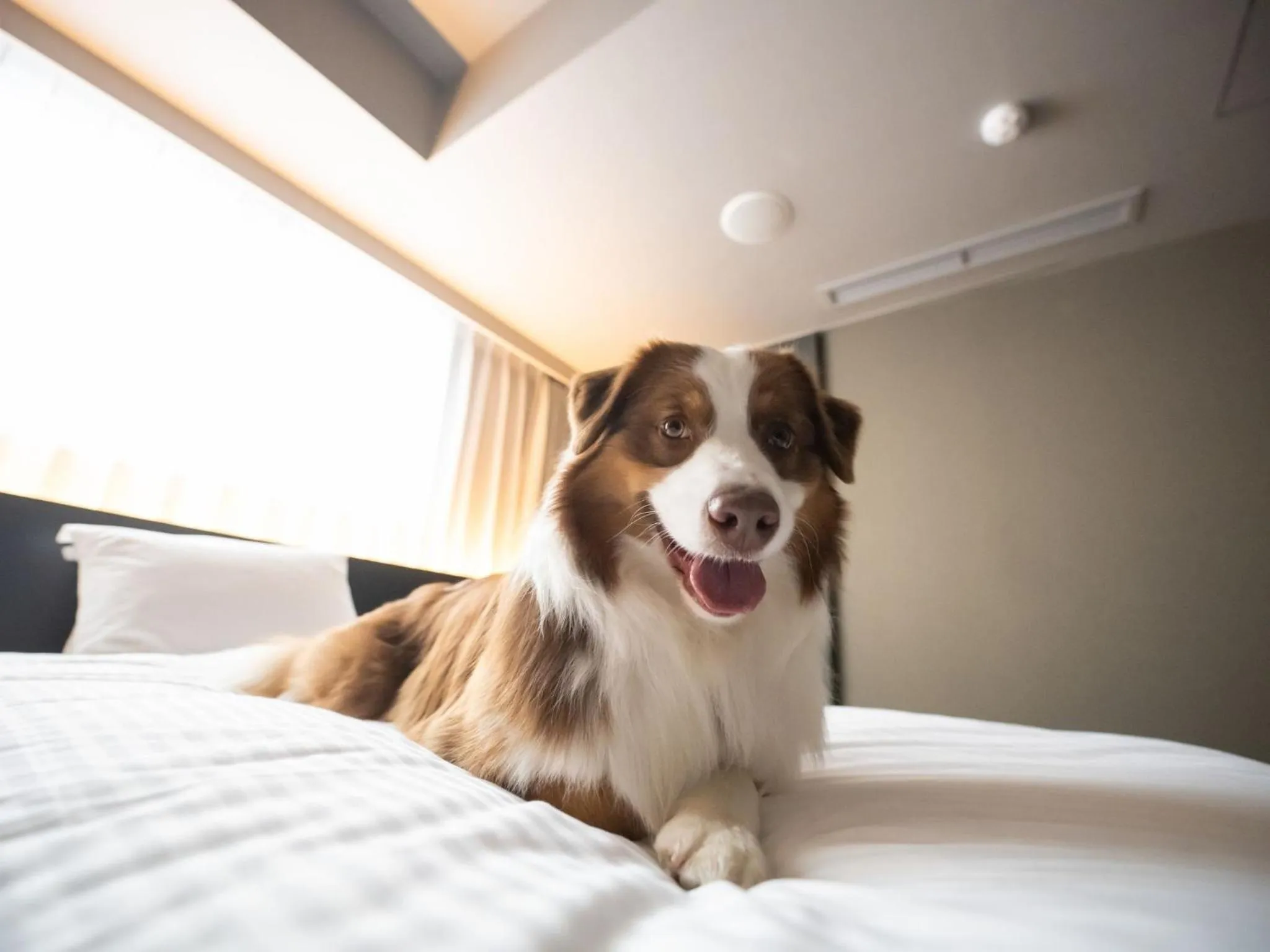 hotel anddoggy Kyoto Nijo