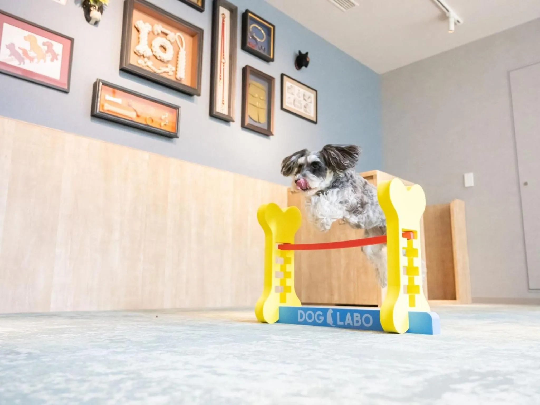 hotel anddoggy Kyoto Nijo