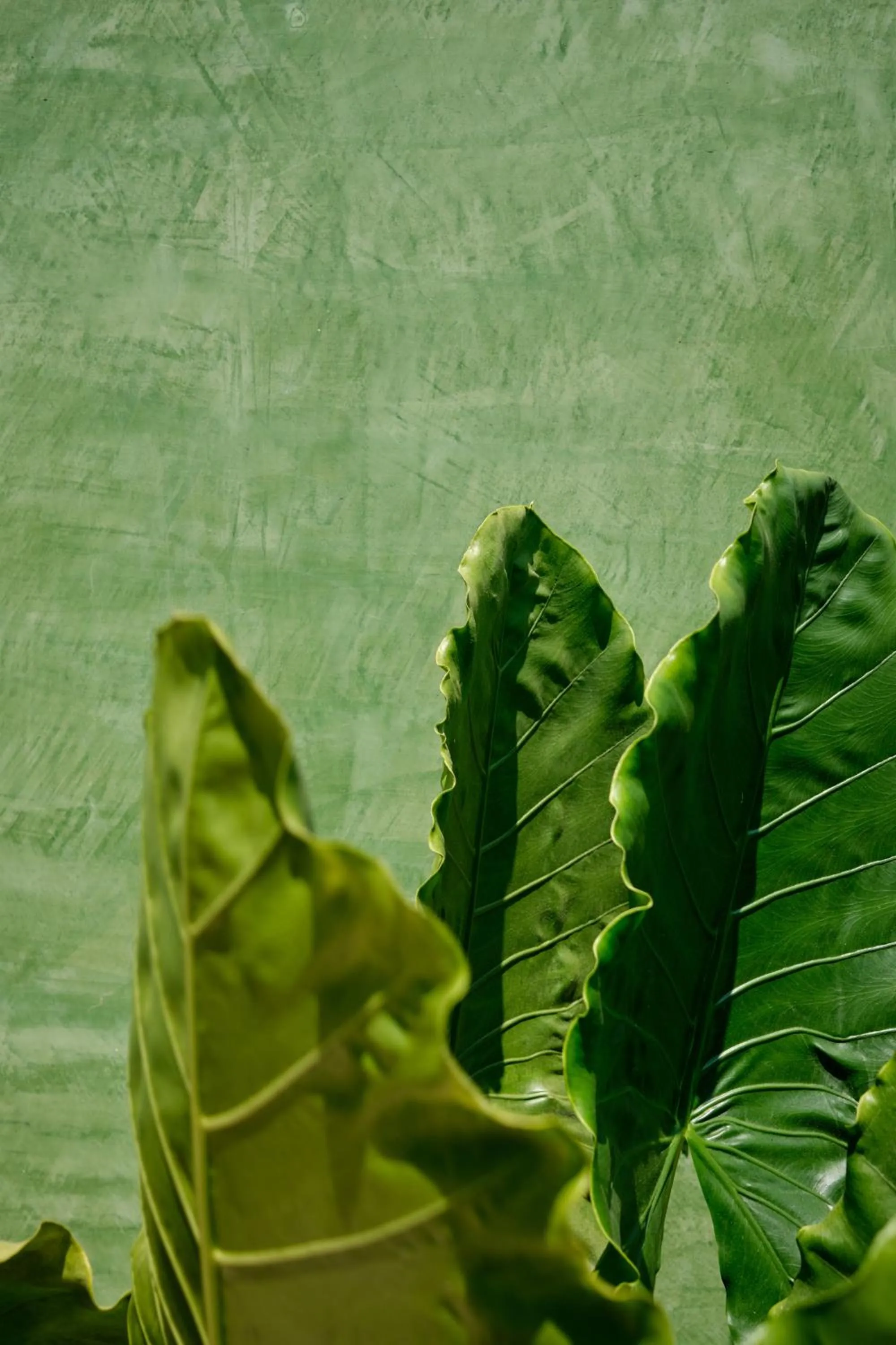 Punta Nayaá - Adults Only