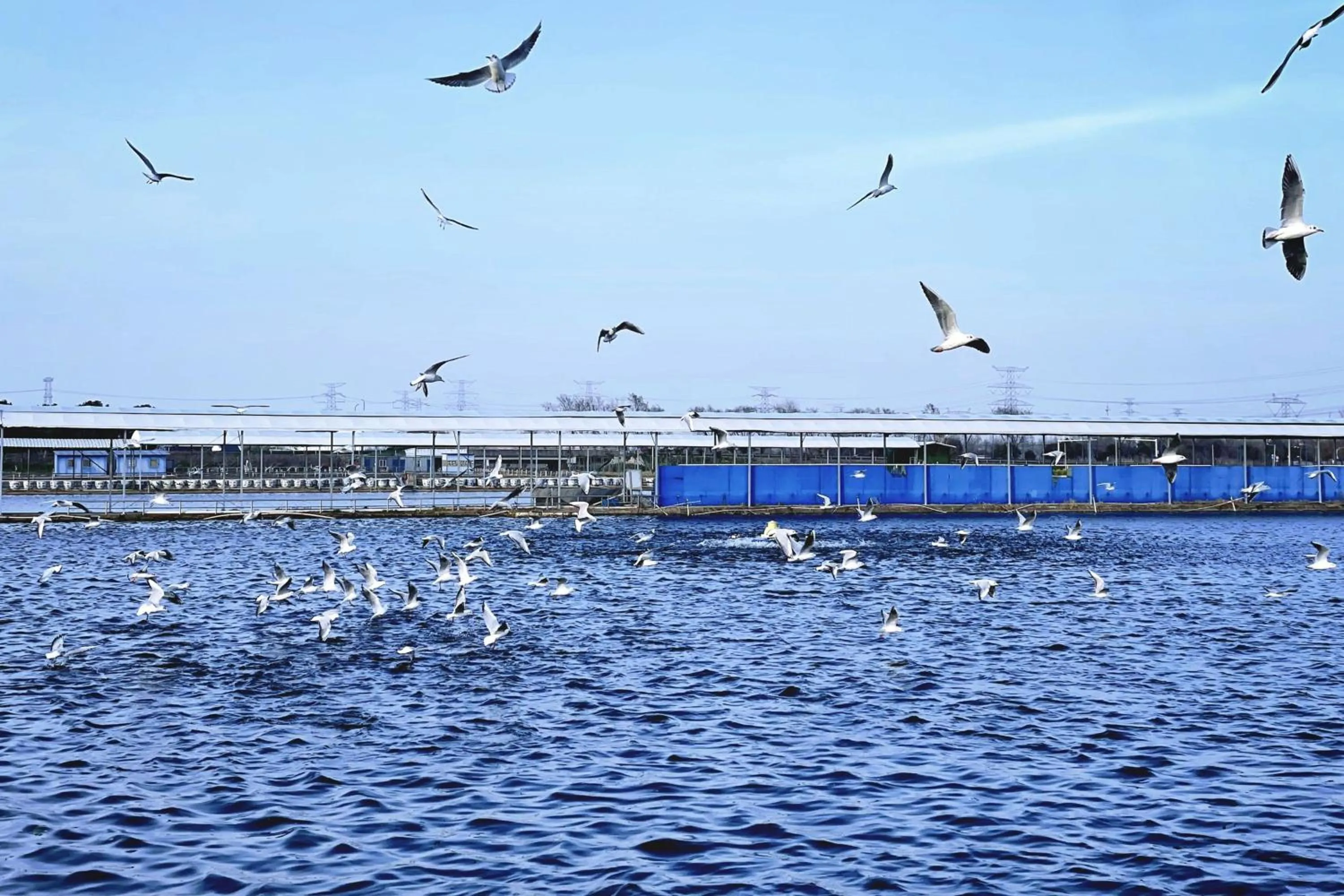 Other in Four Points by Sheraton Shanghai Fengjing