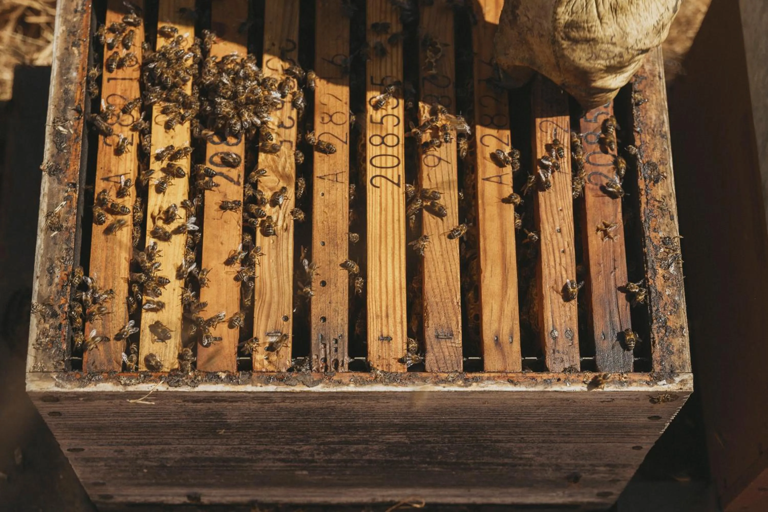 Activities in Viceroy at Ombria Algarve