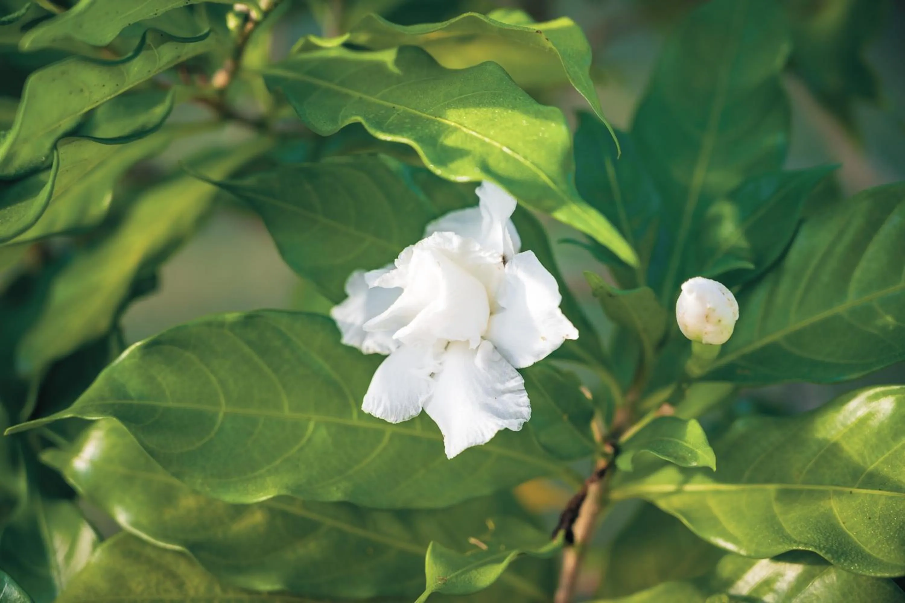 Ayla Arraial Pousada de Charme - Arraial D'Ajuda