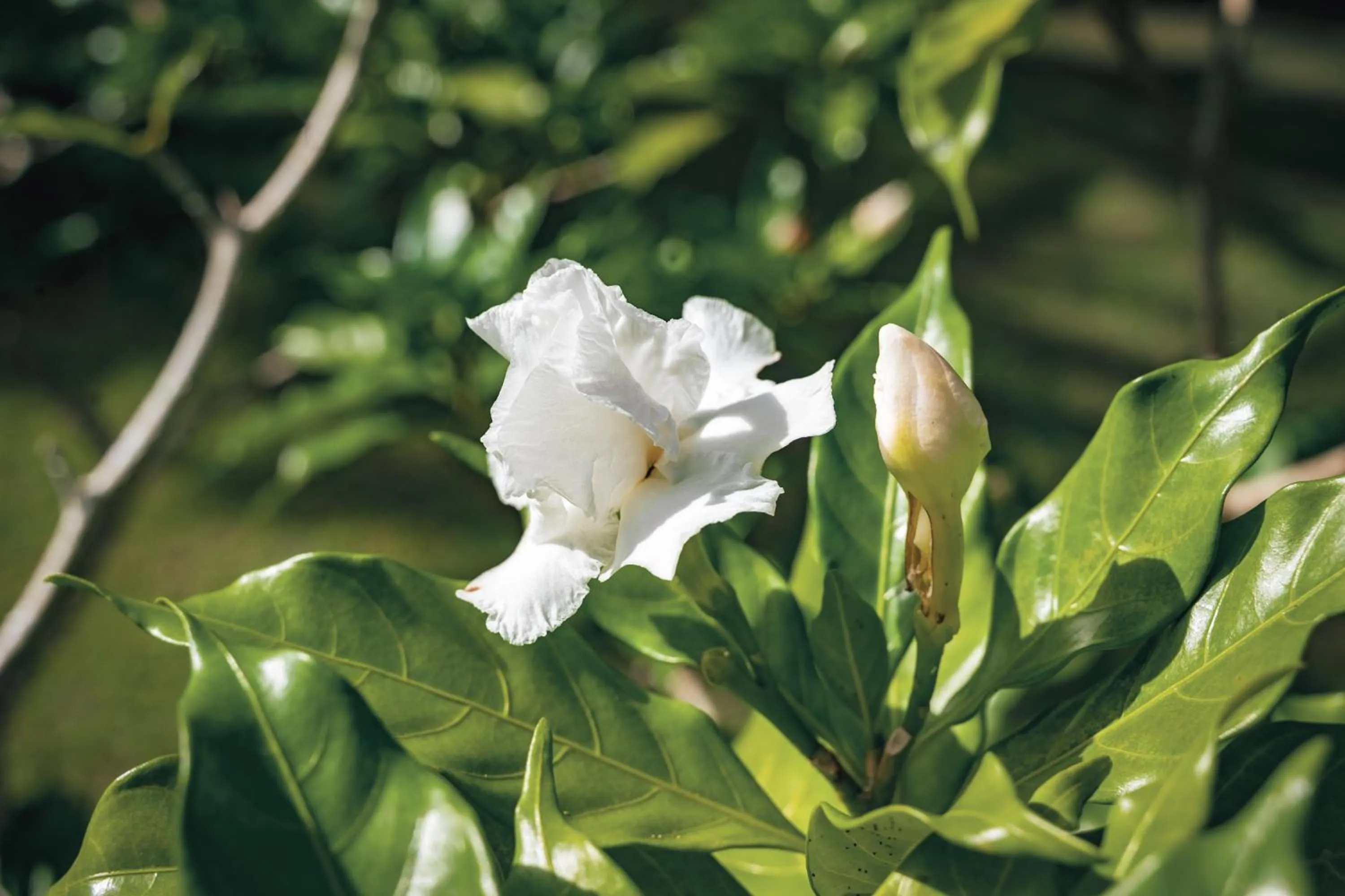 Ayla Arraial Pousada de Charme - Arraial D'Ajuda