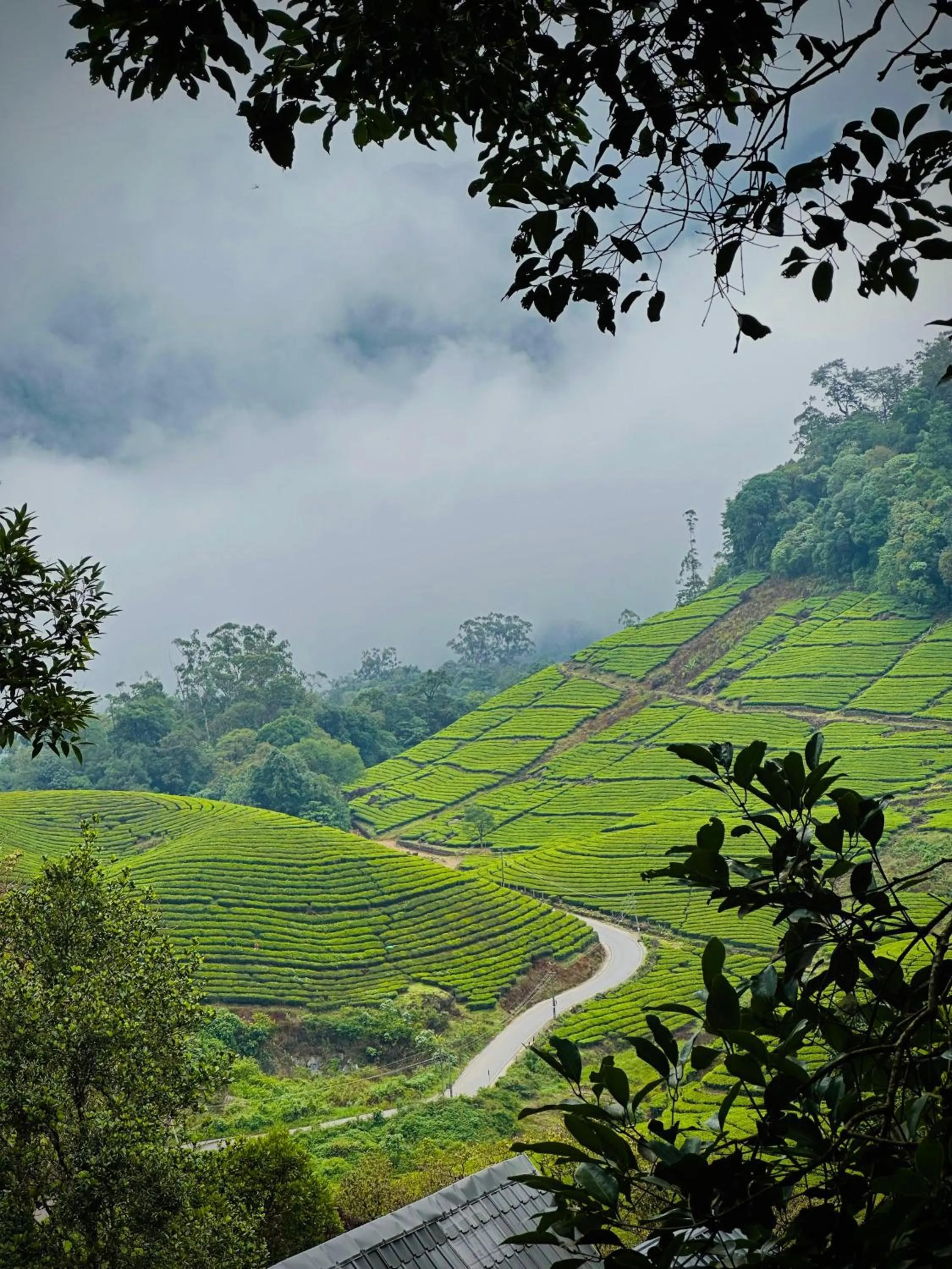Mountain view in Forestscape Resort Munnar