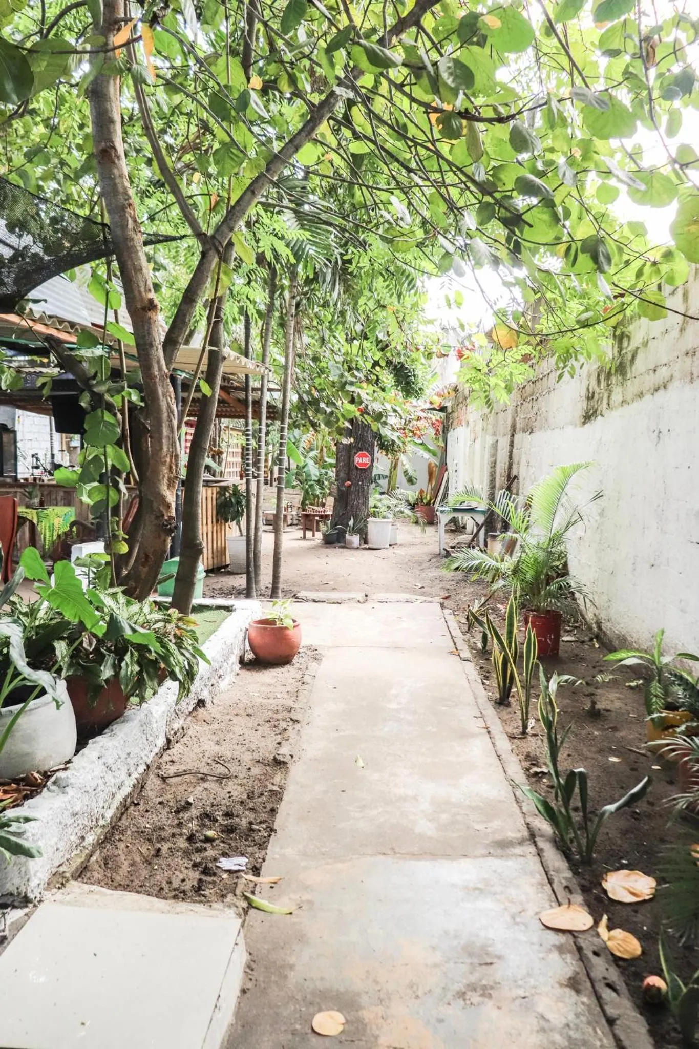 Garden in Nahimara Champeta Hostel