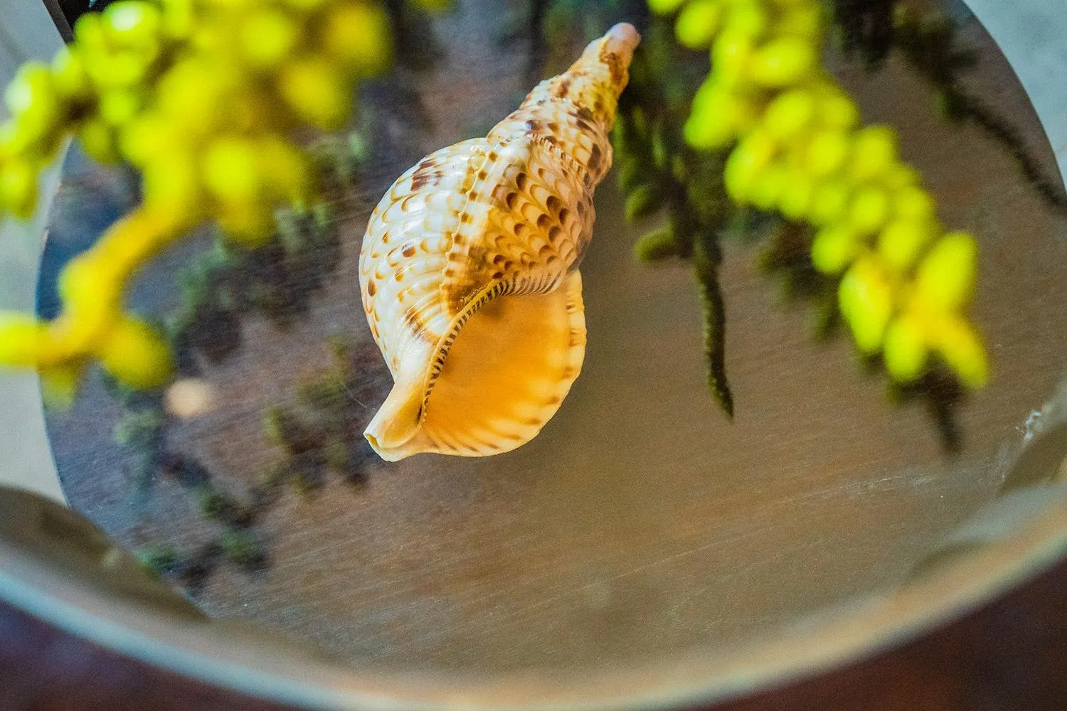 Trees and Fishes Private Retreat