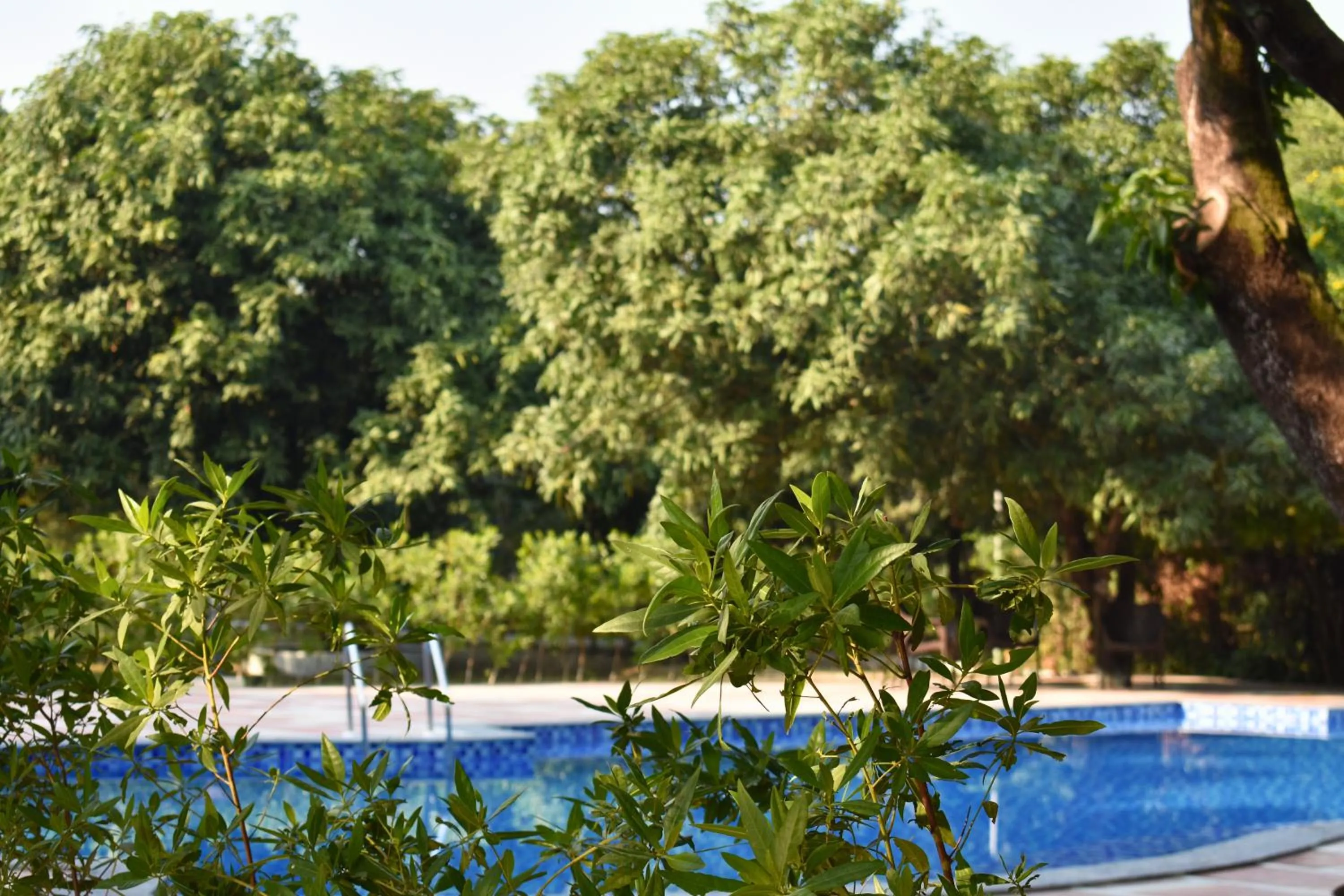 Swimming pool in The Greenwich resort