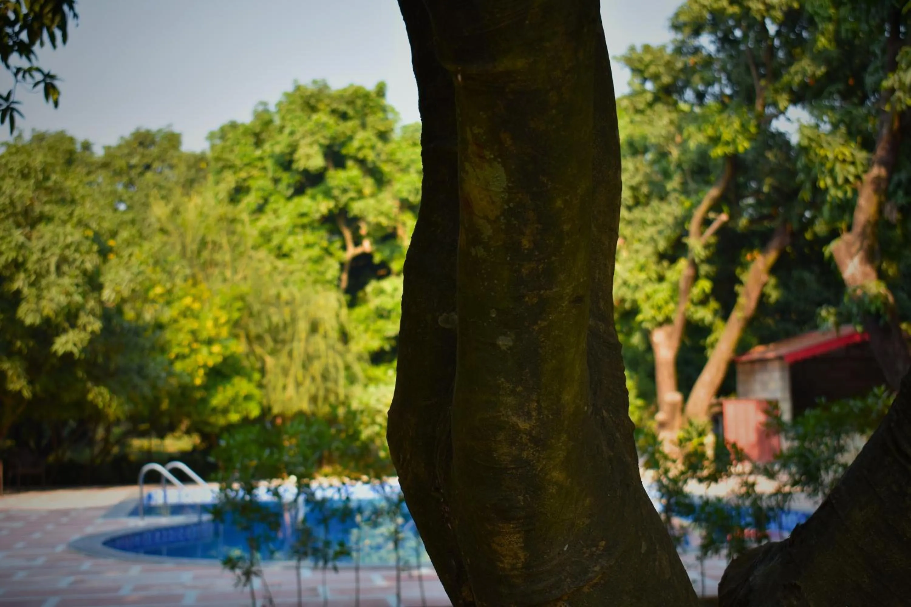 Swimming pool in The Greenwich resort