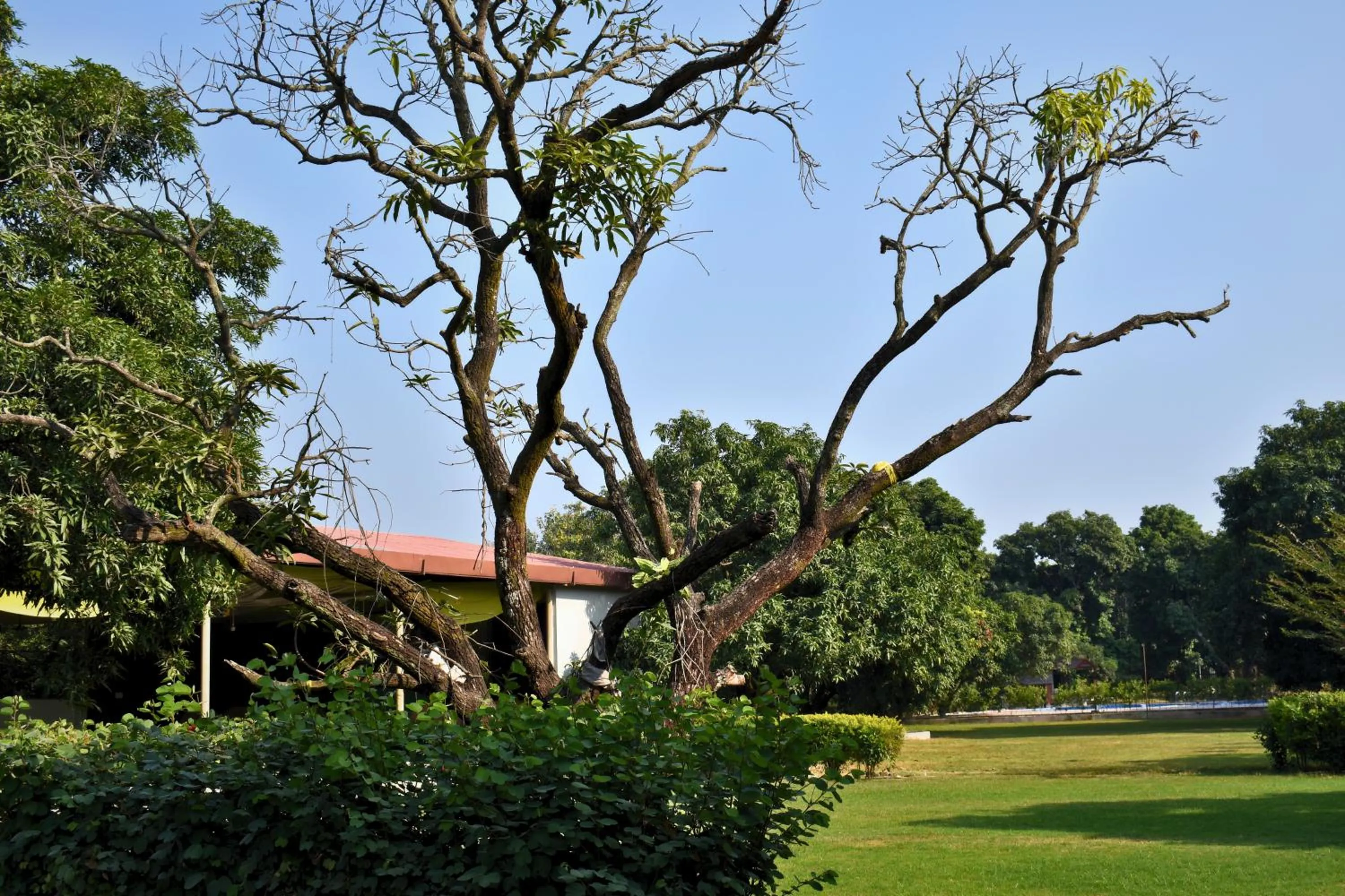 View (from property/room) in The Greenwich resort