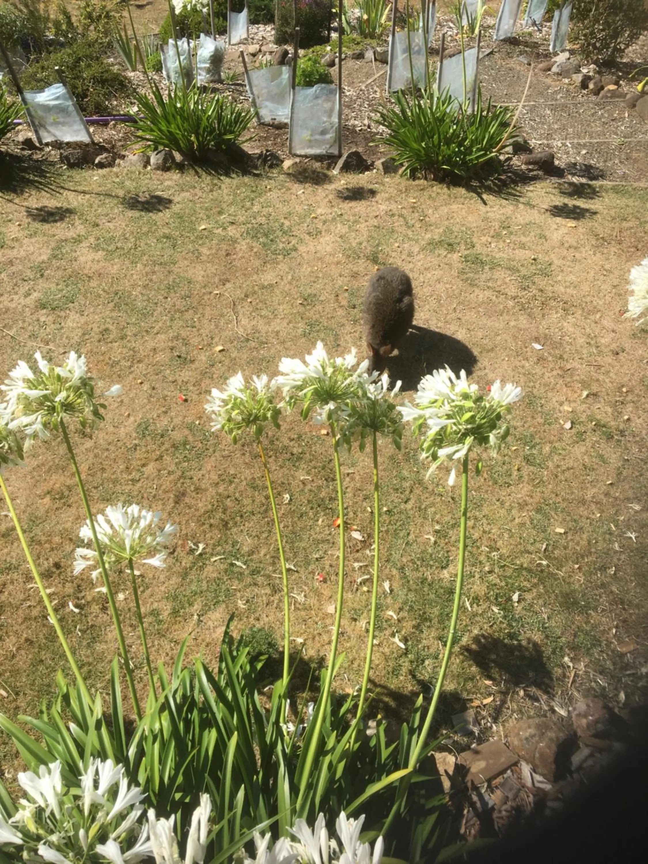 Garden in House on the Hill Bed and Breakfast