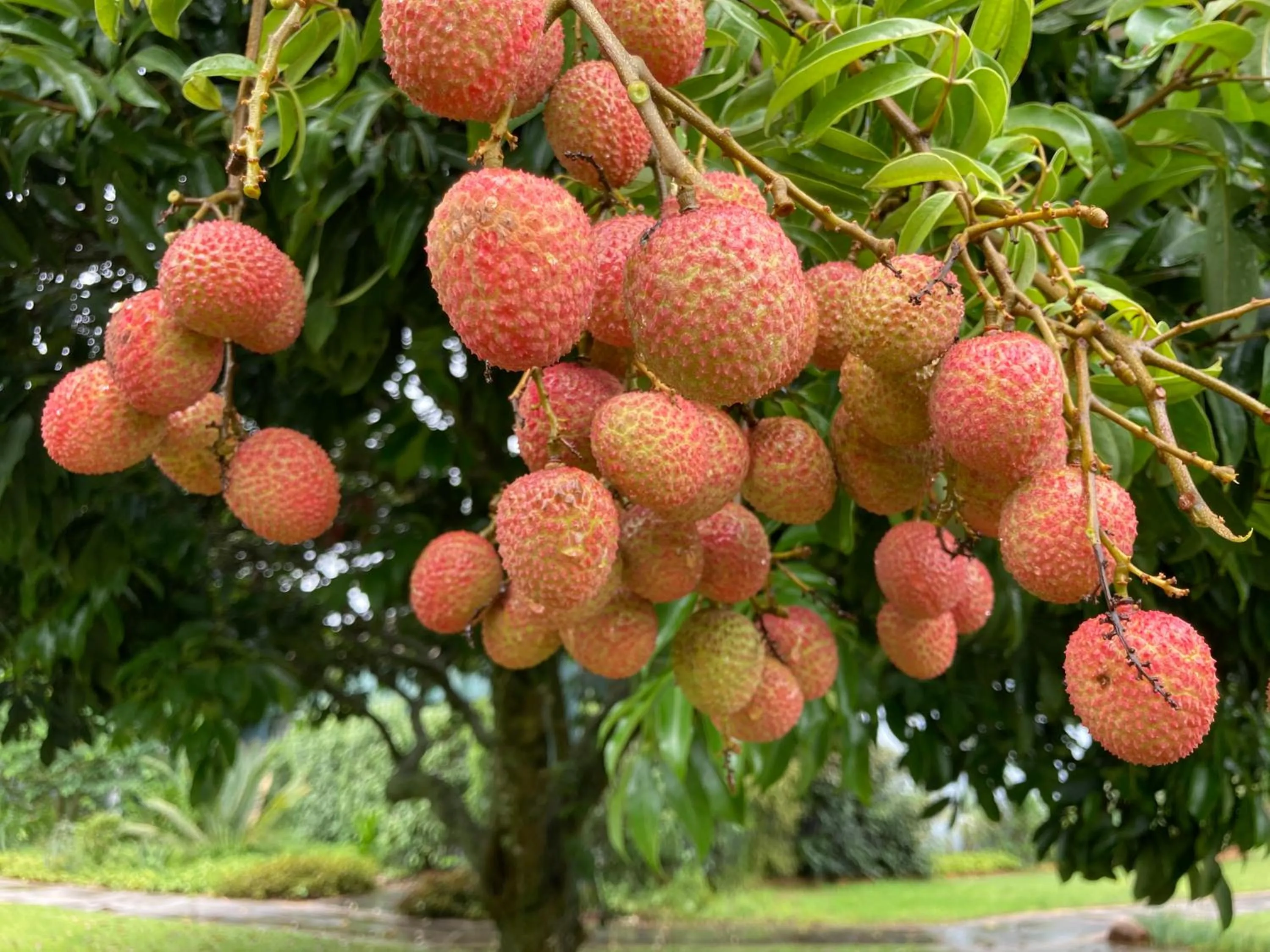 Garden in ilanda Guest House