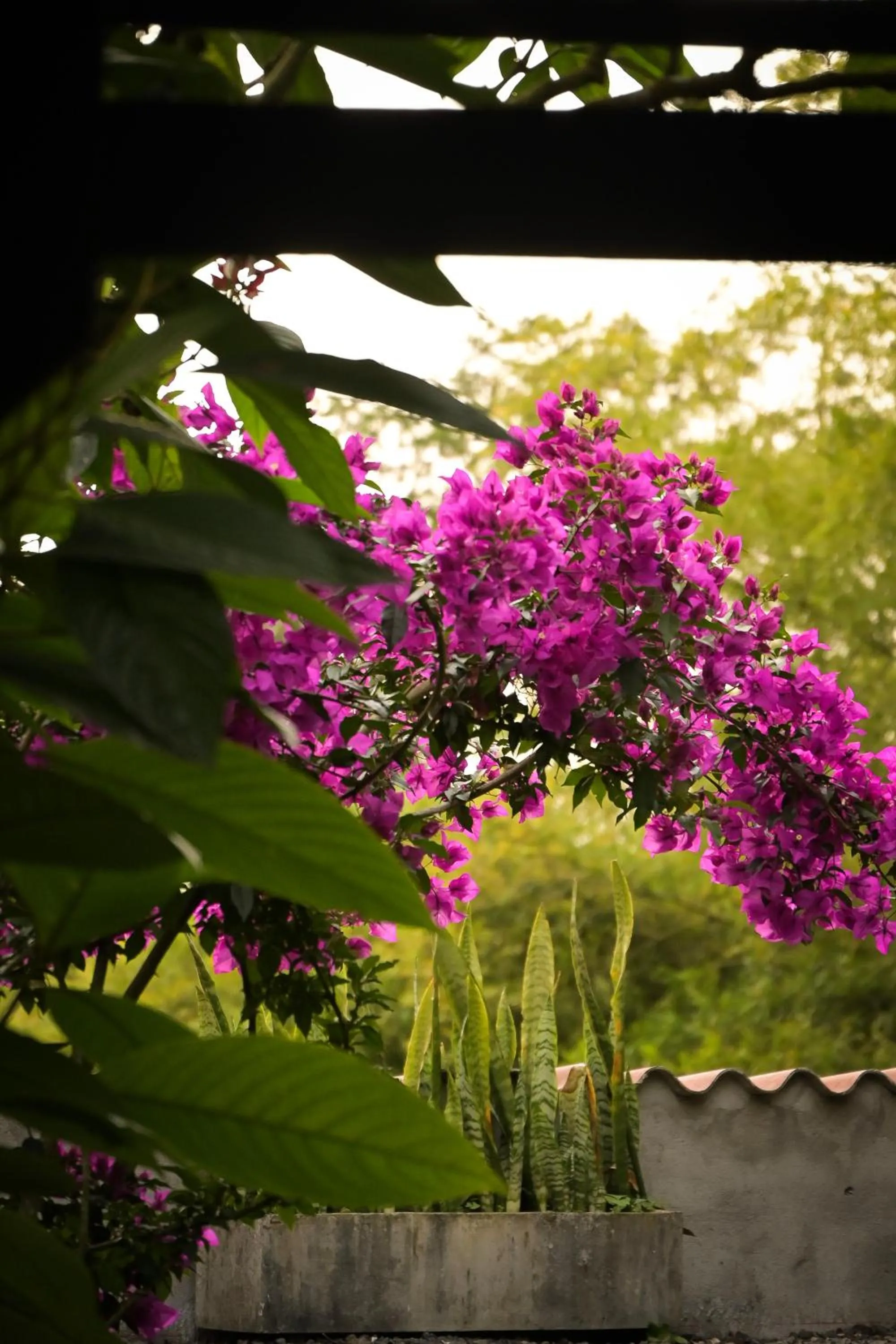 Garden in Hotel Vísperas