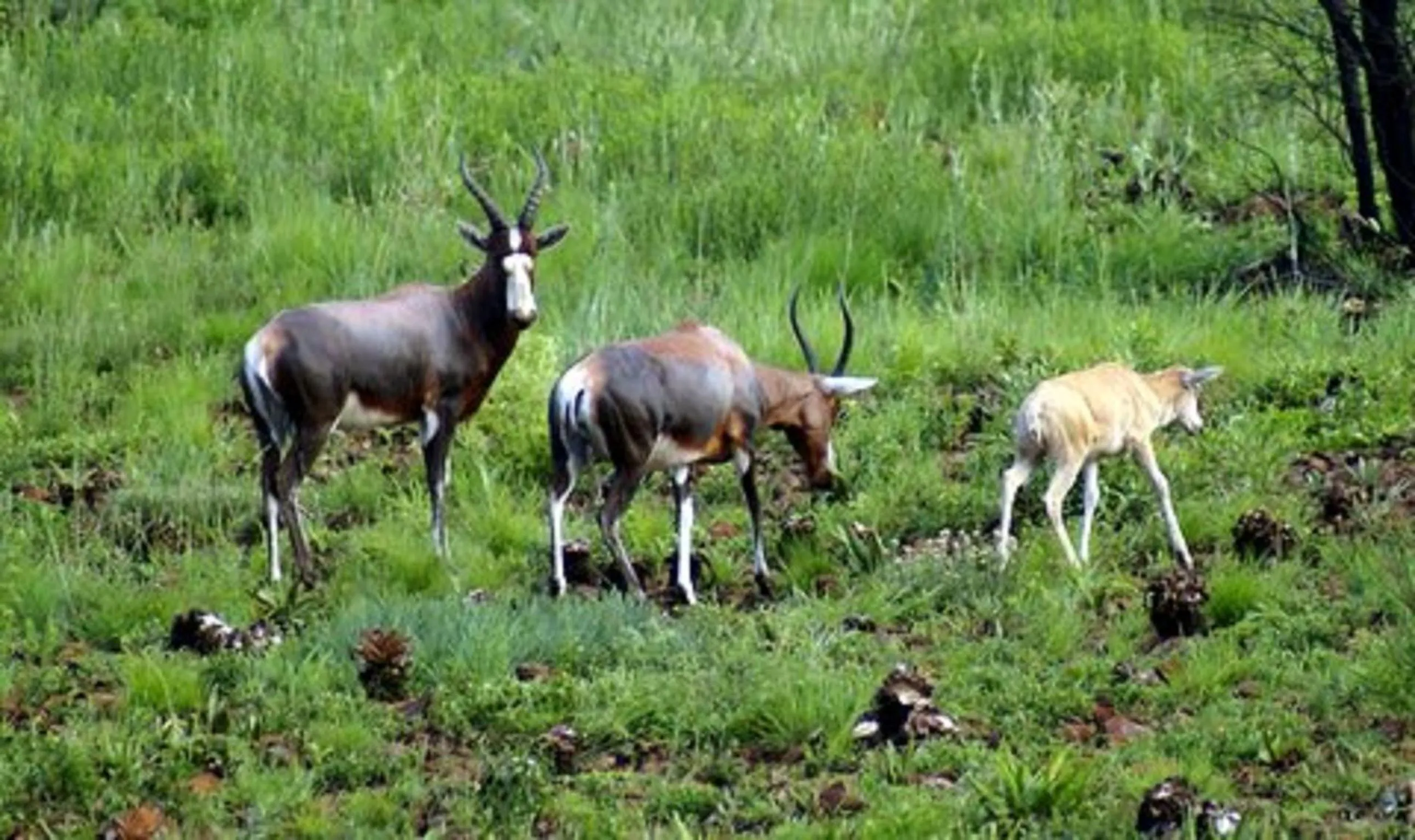 Animals in Olive Tree Farm