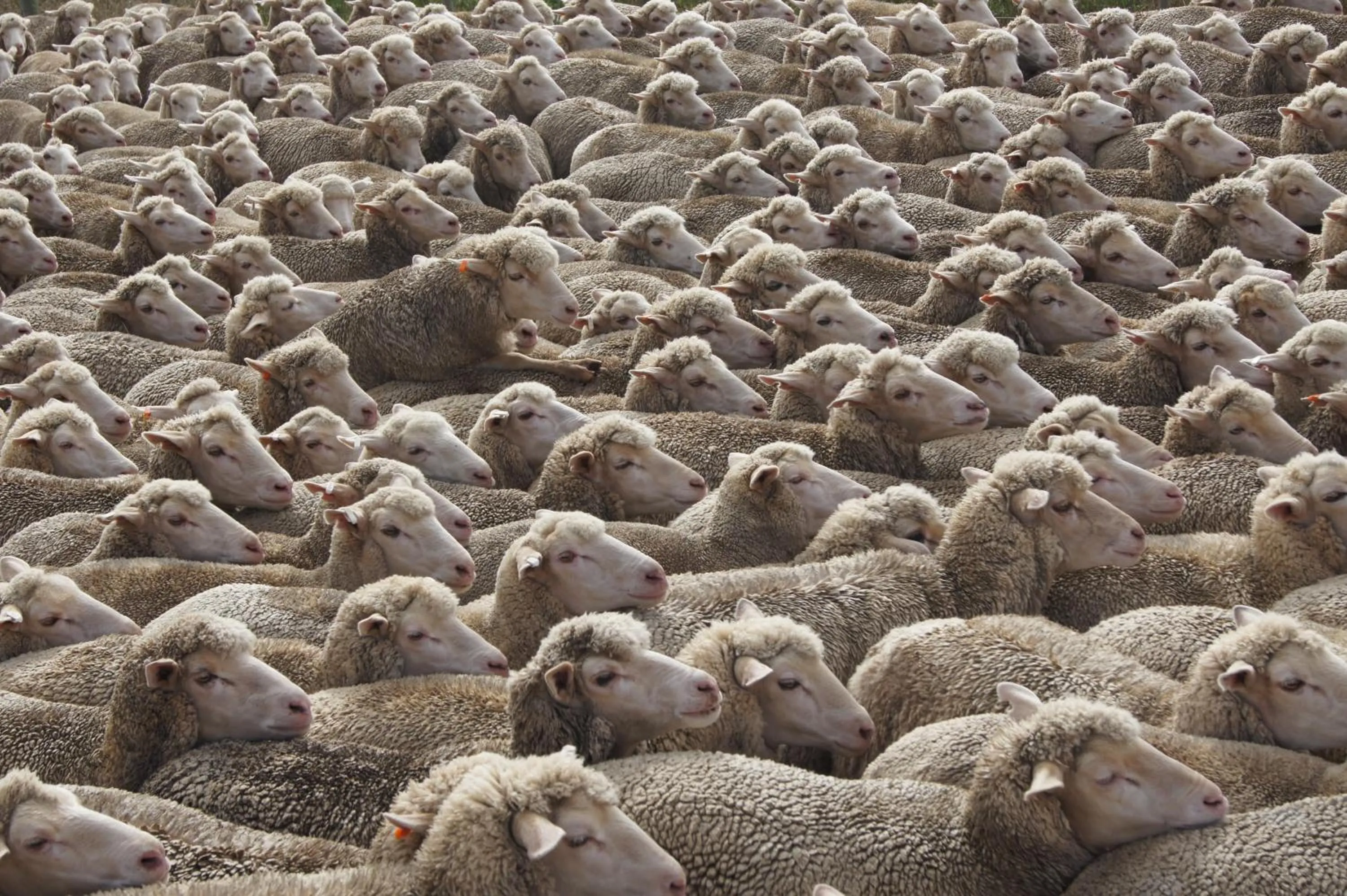 Animals in Skeiding Guest Farm