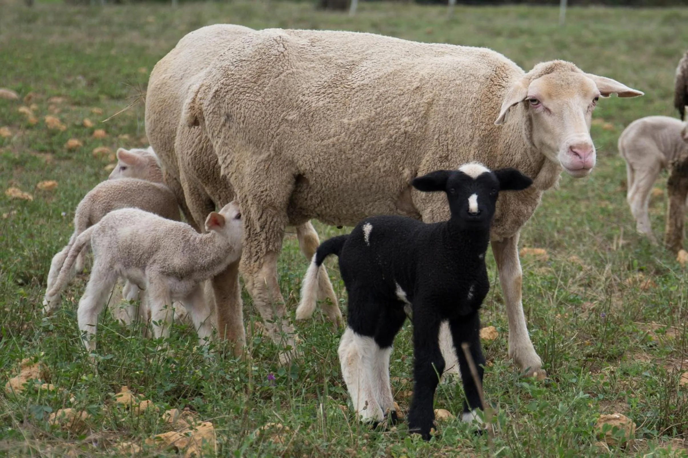 Animals in Skeiding Guest Farm