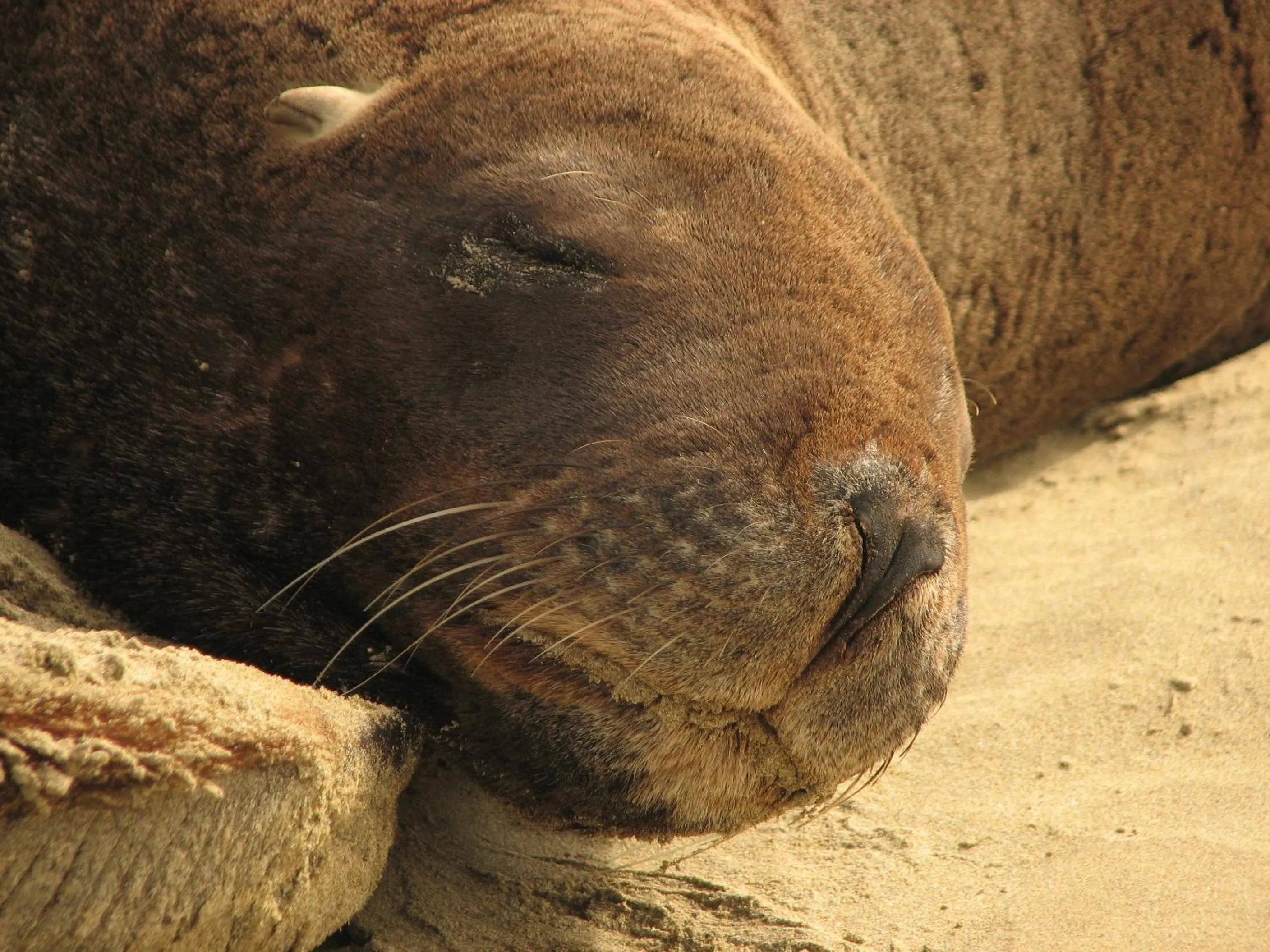 Animals in Catlins Newhaven Holiday Park